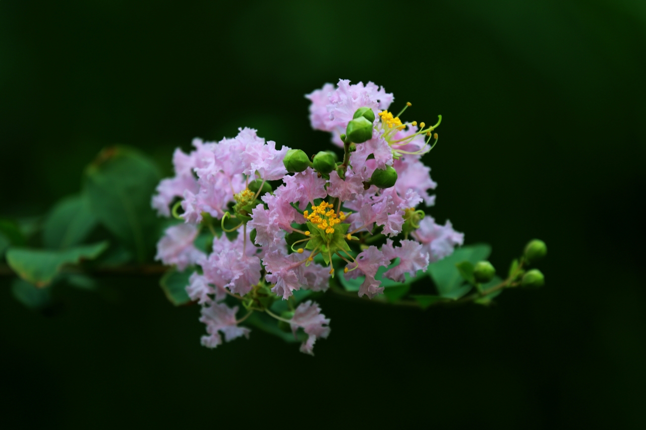 紫薇花從夏美到秋