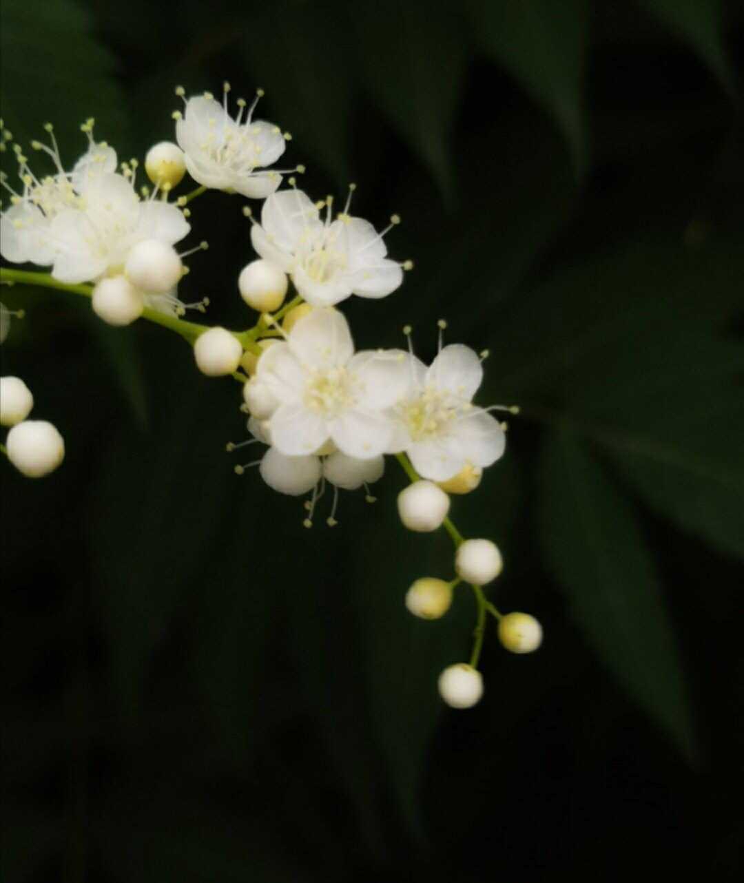 【西窗风采百花园第33集】首发