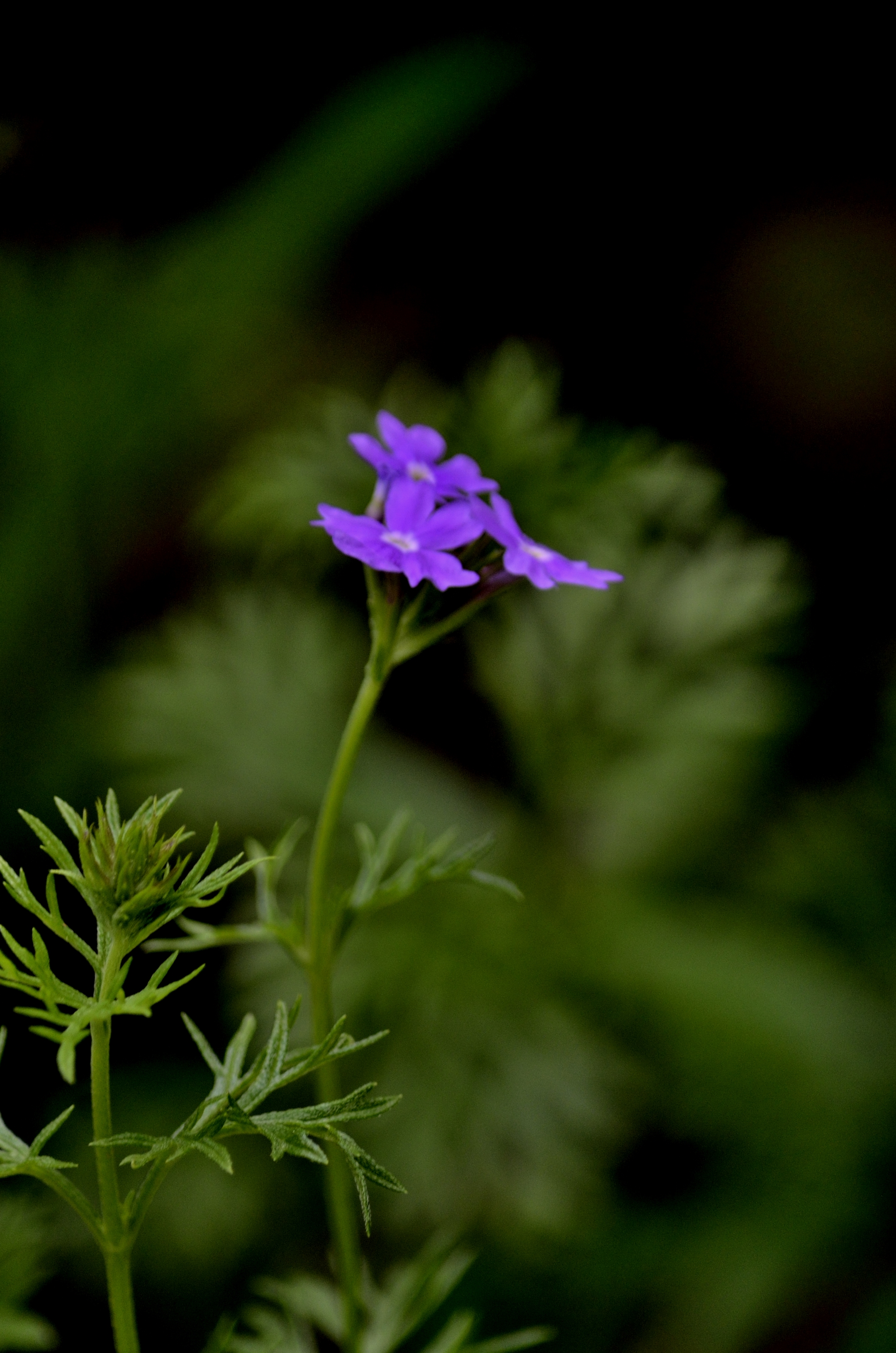 柳叶马鞭草(首发)