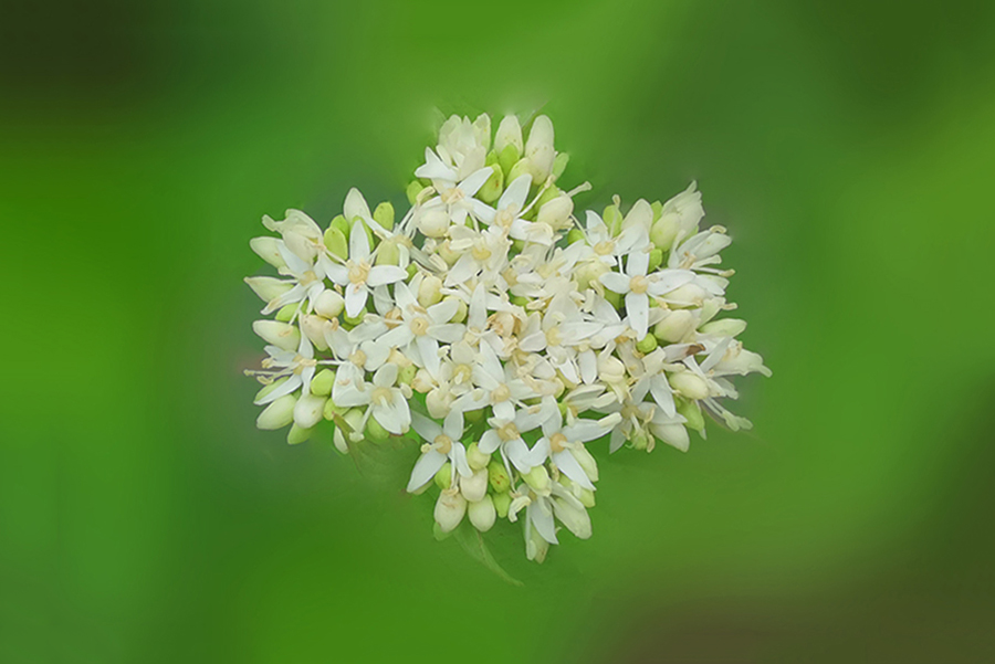 清爽的小梾木花
