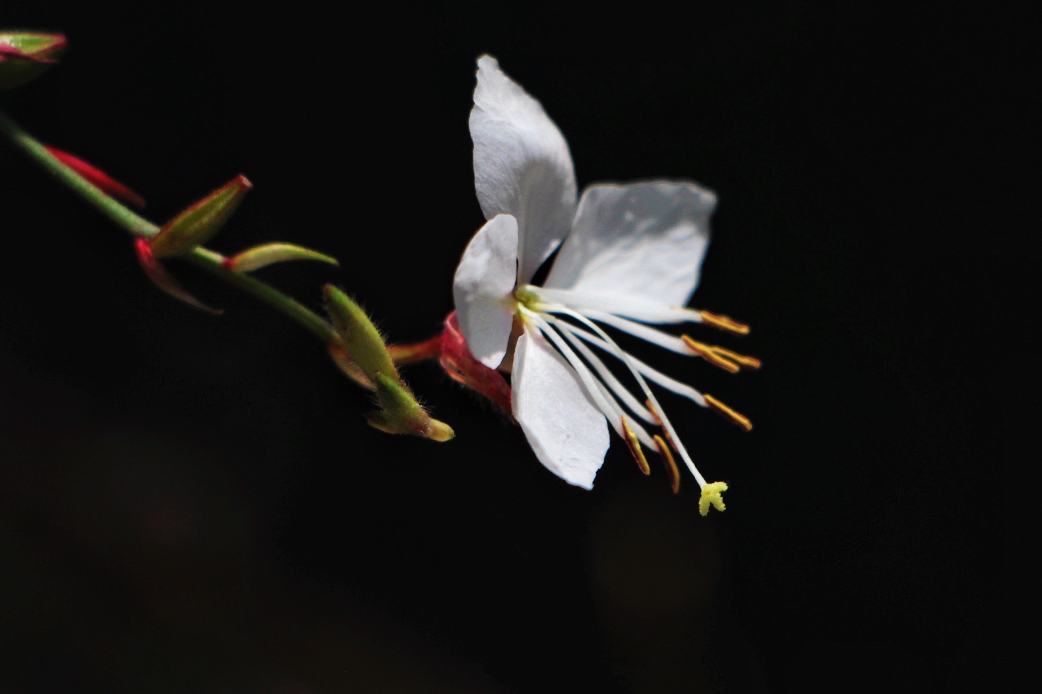 【首发】微拍白蝶花