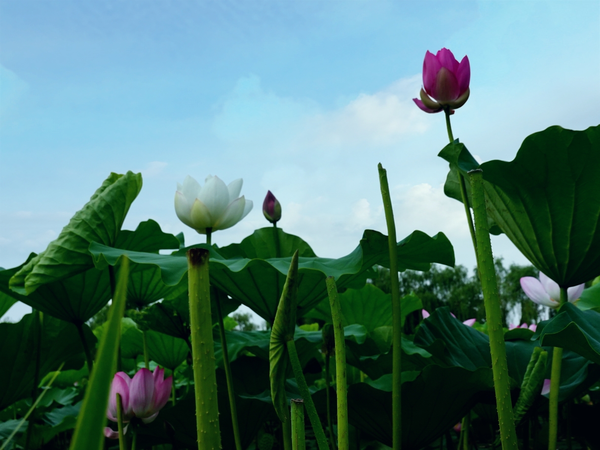 车站景观荷花池