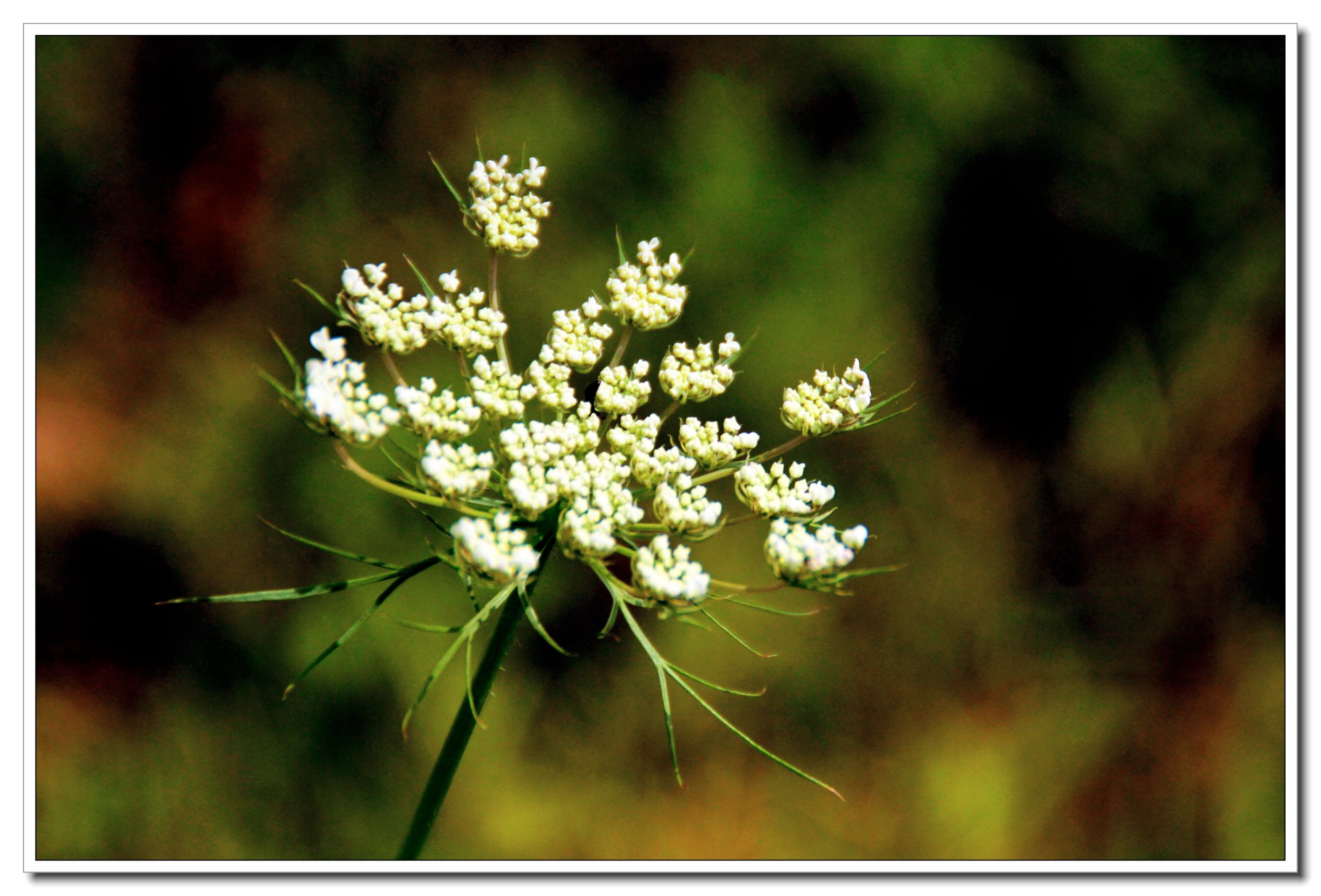 【首发】野萝卜花