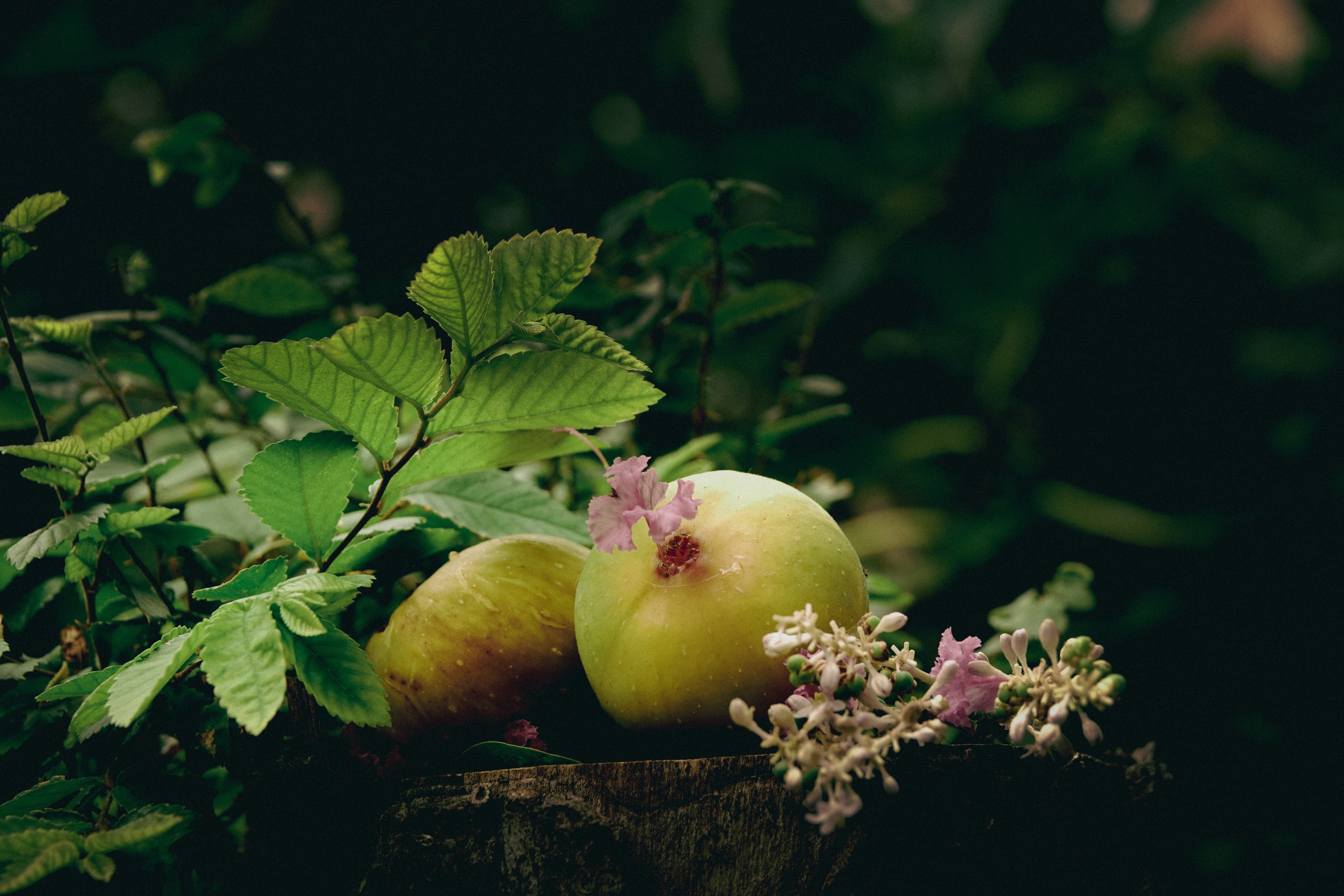 桩 无花果「摄影首发」