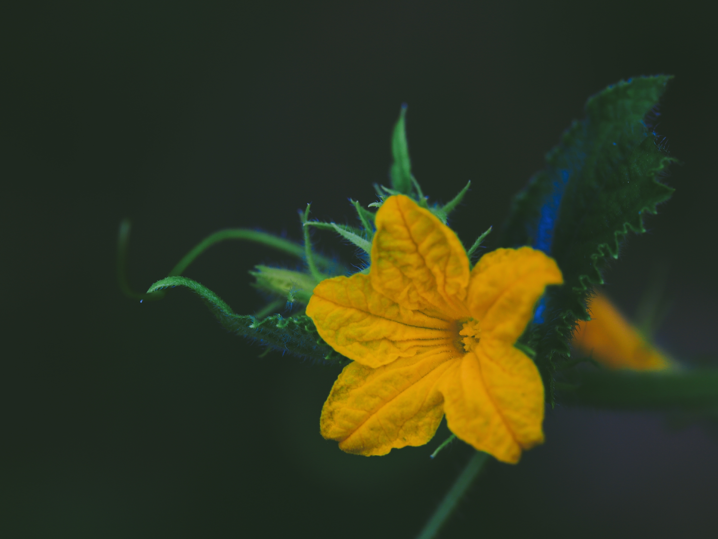 【首发】娇小别致的花 ——黄瓜花