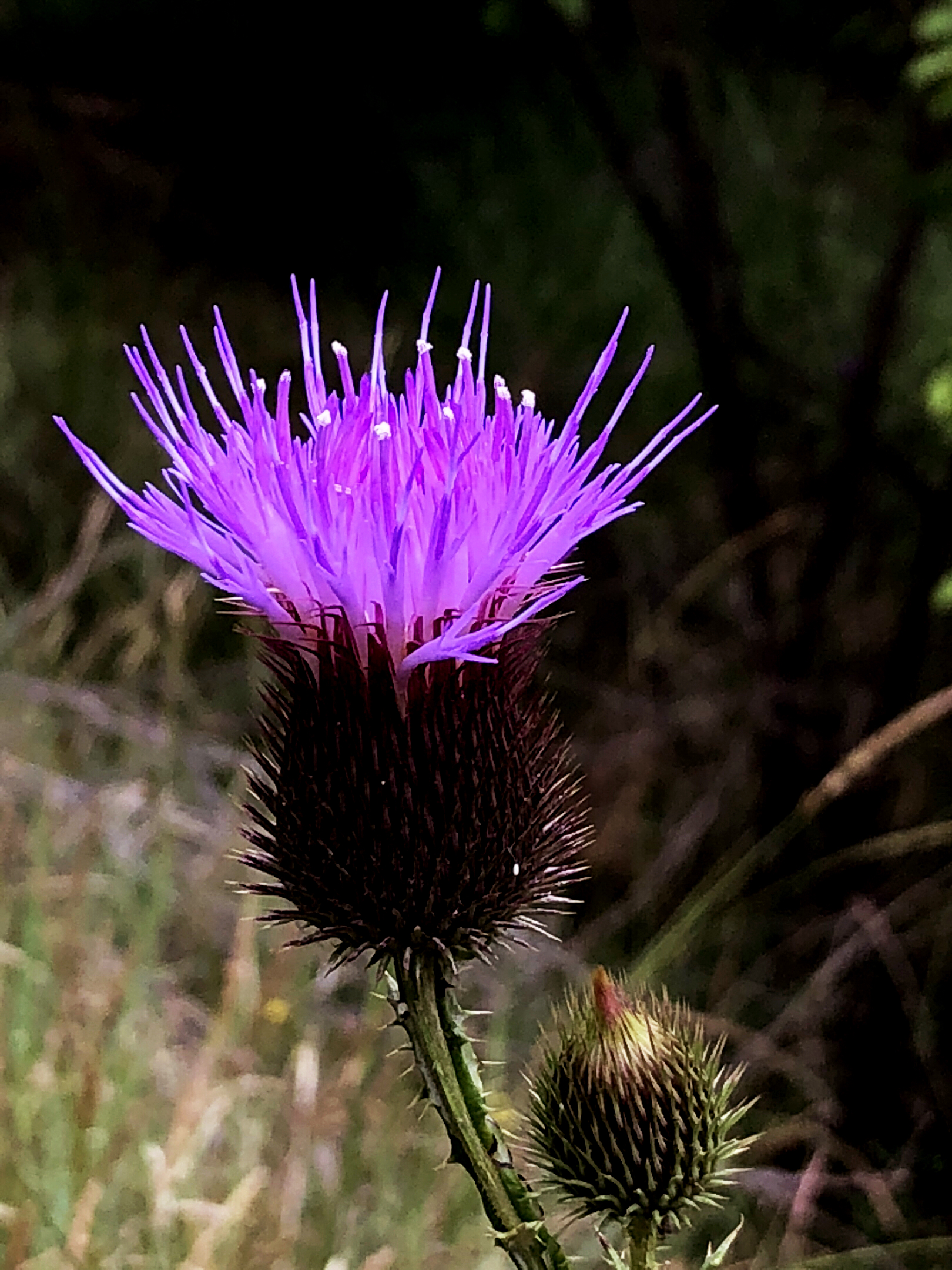 国花苏格兰(scotland)的国花就是蓟(thistle).