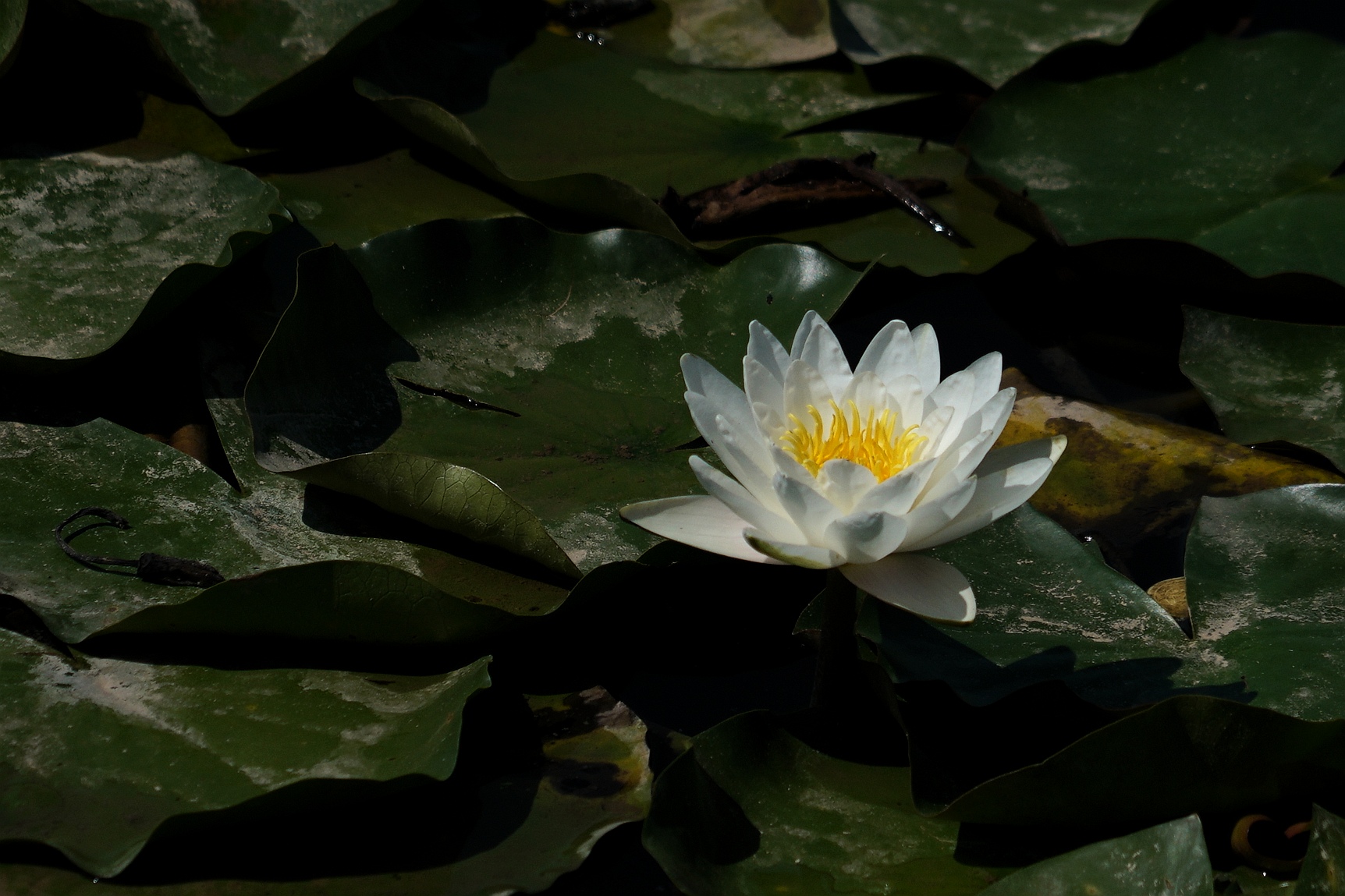 冰清玉洁水中仙