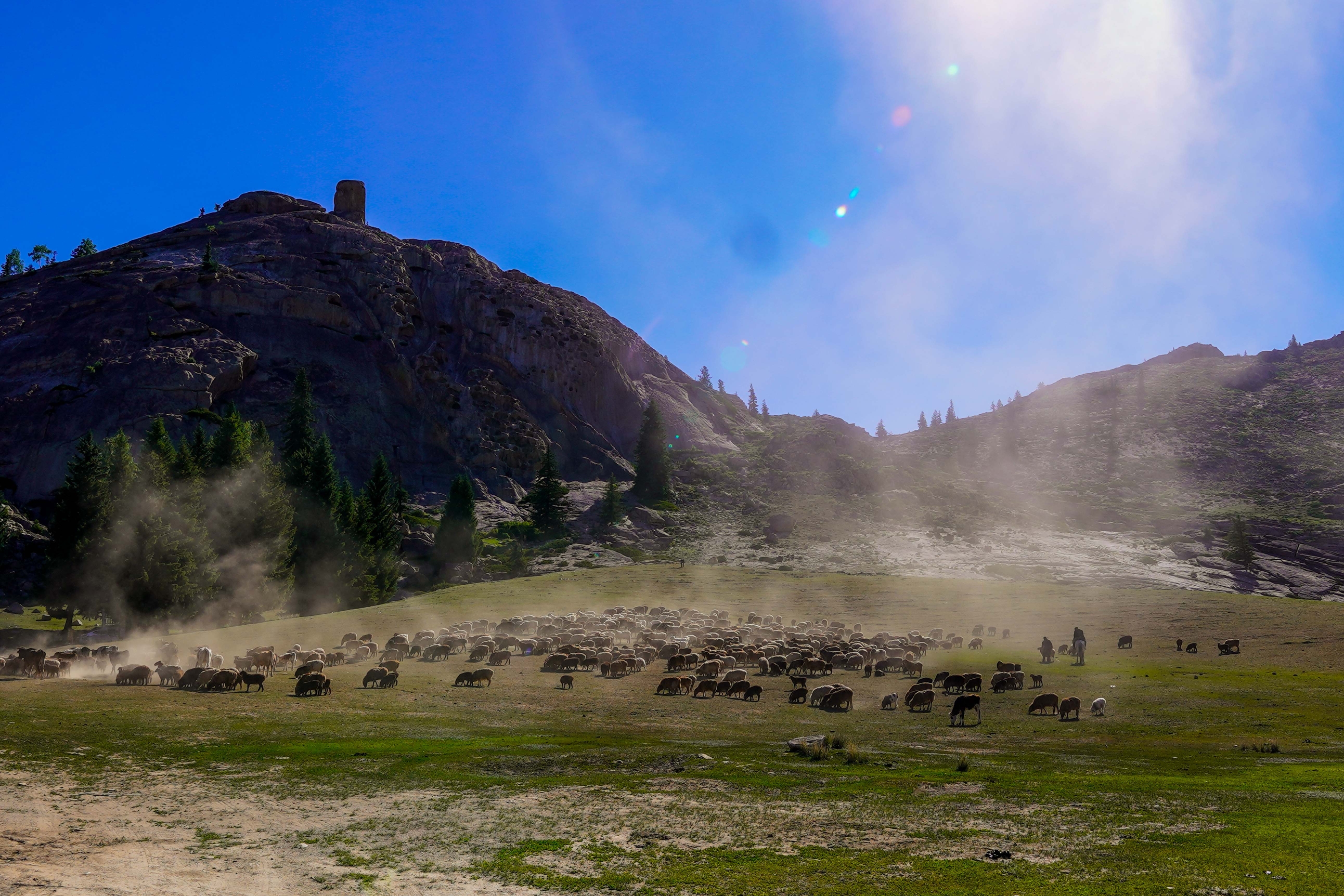 可可托海牧羊群