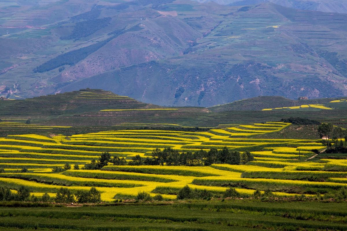 七月的大通县绿树含翠,风景如画;七月的逊让乡油菜花盛开,热情似火.