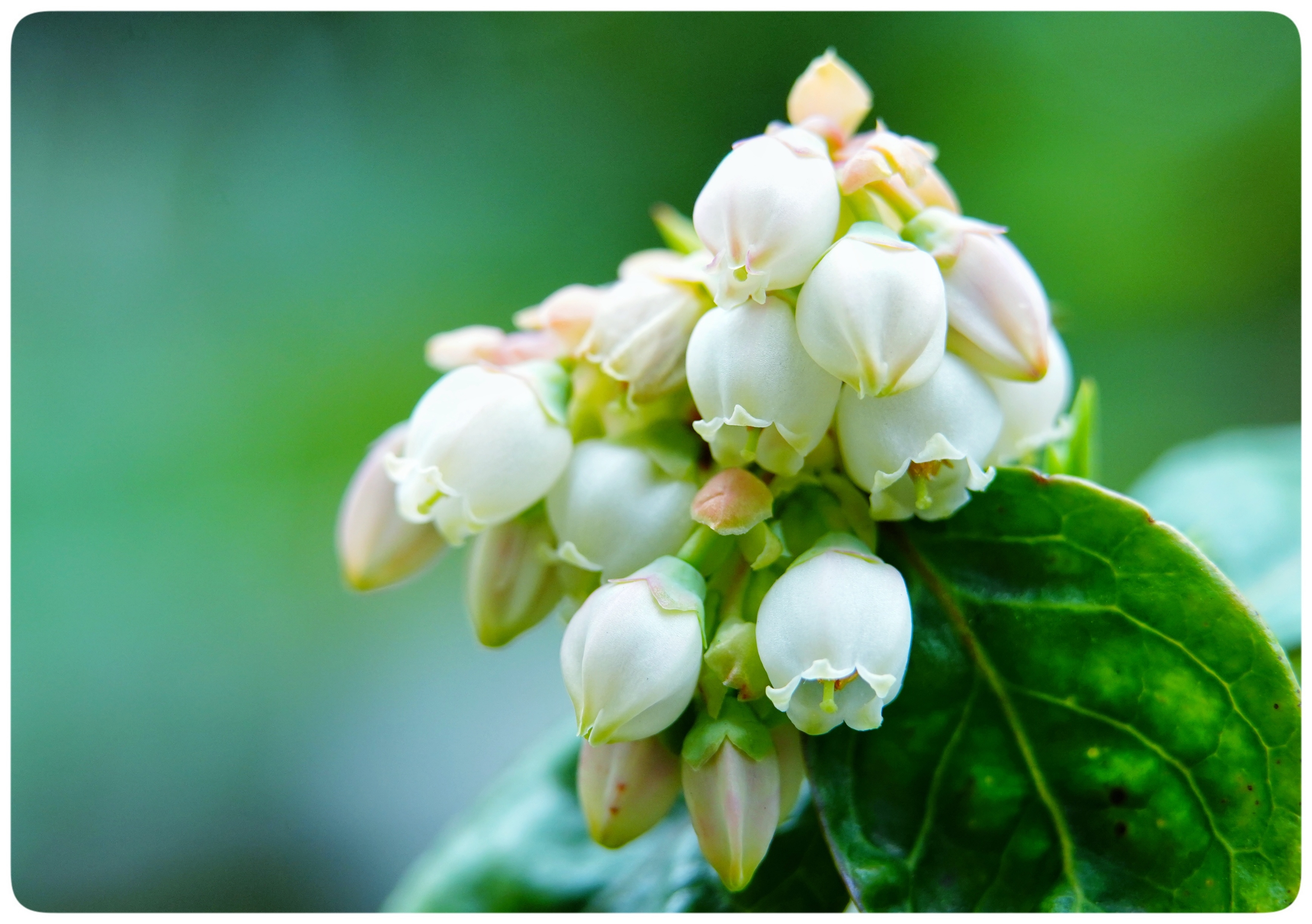 蓝莓花,夏里的铃兰