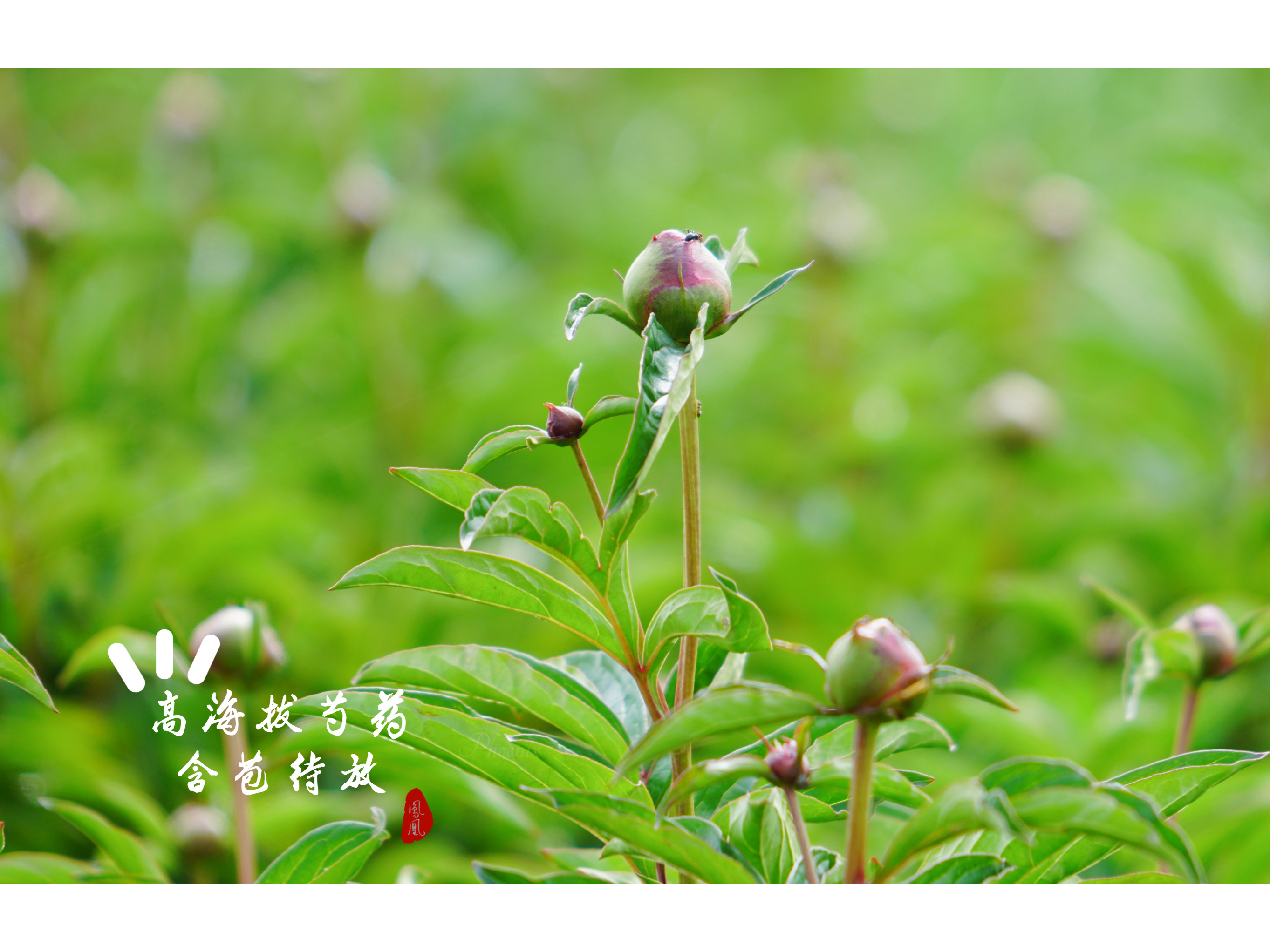 千亩高山芍药给人的震撼[首发]