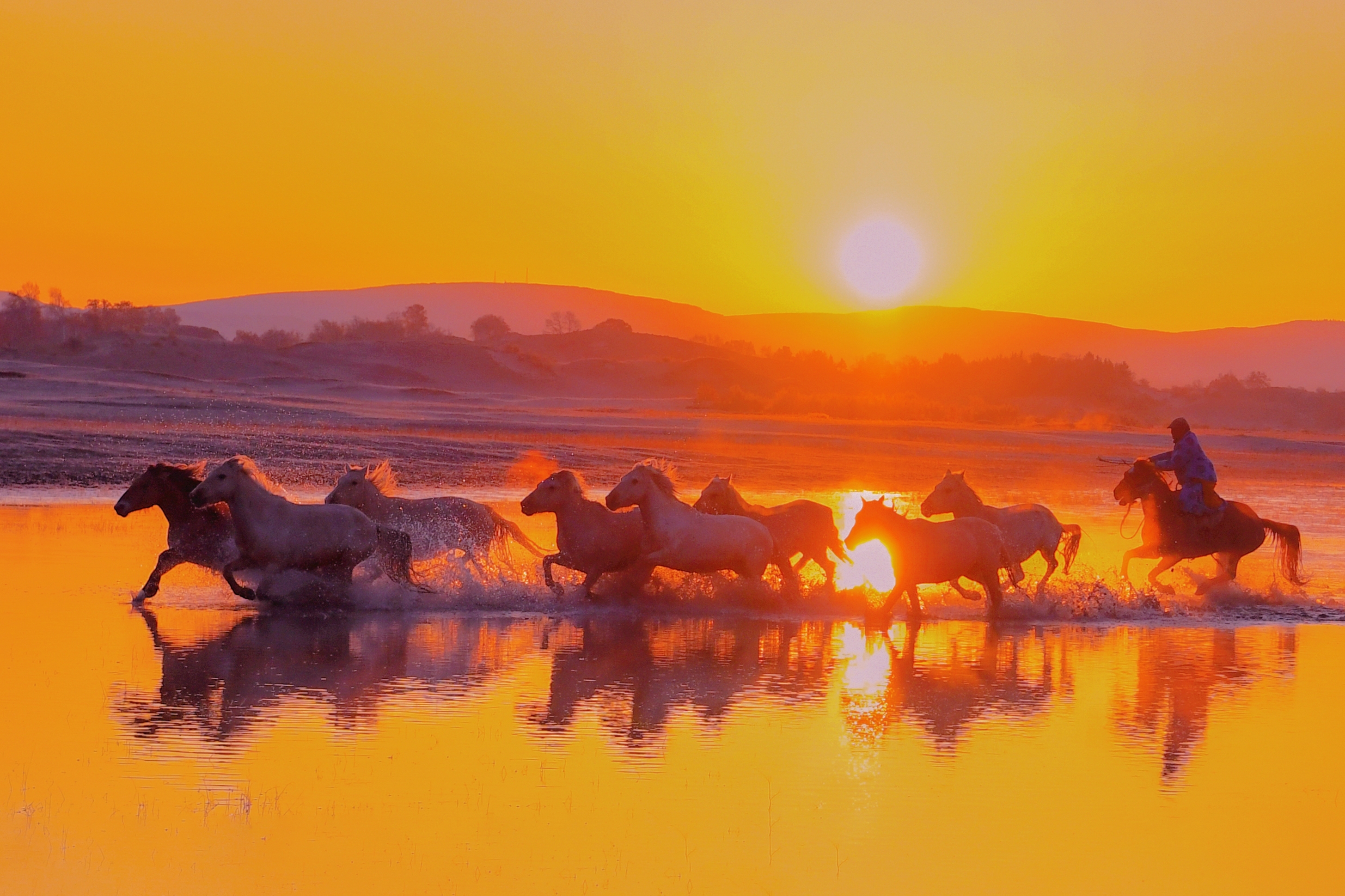 骏马奔腾浴朝阳