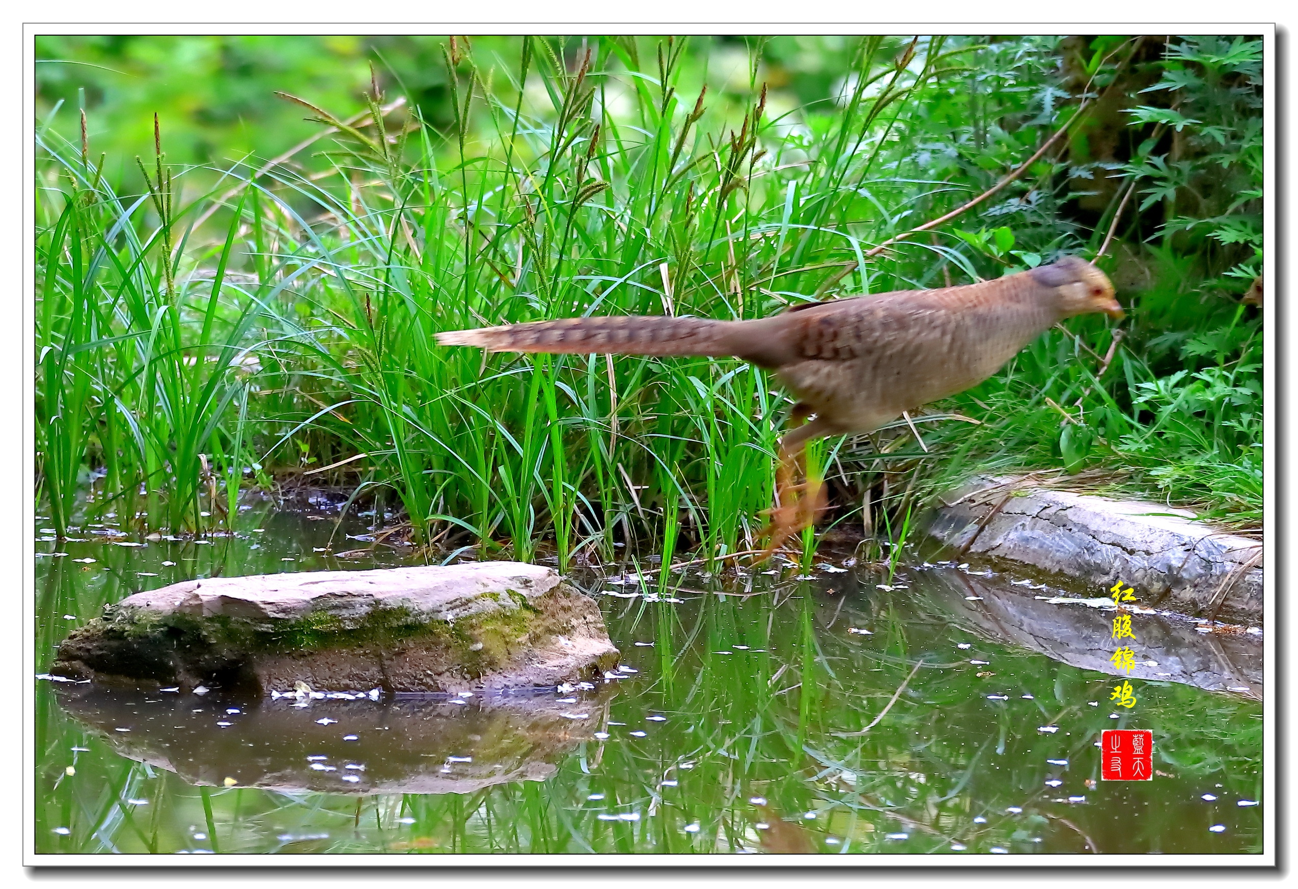 【首发】母鸡之美红腹锦鸡