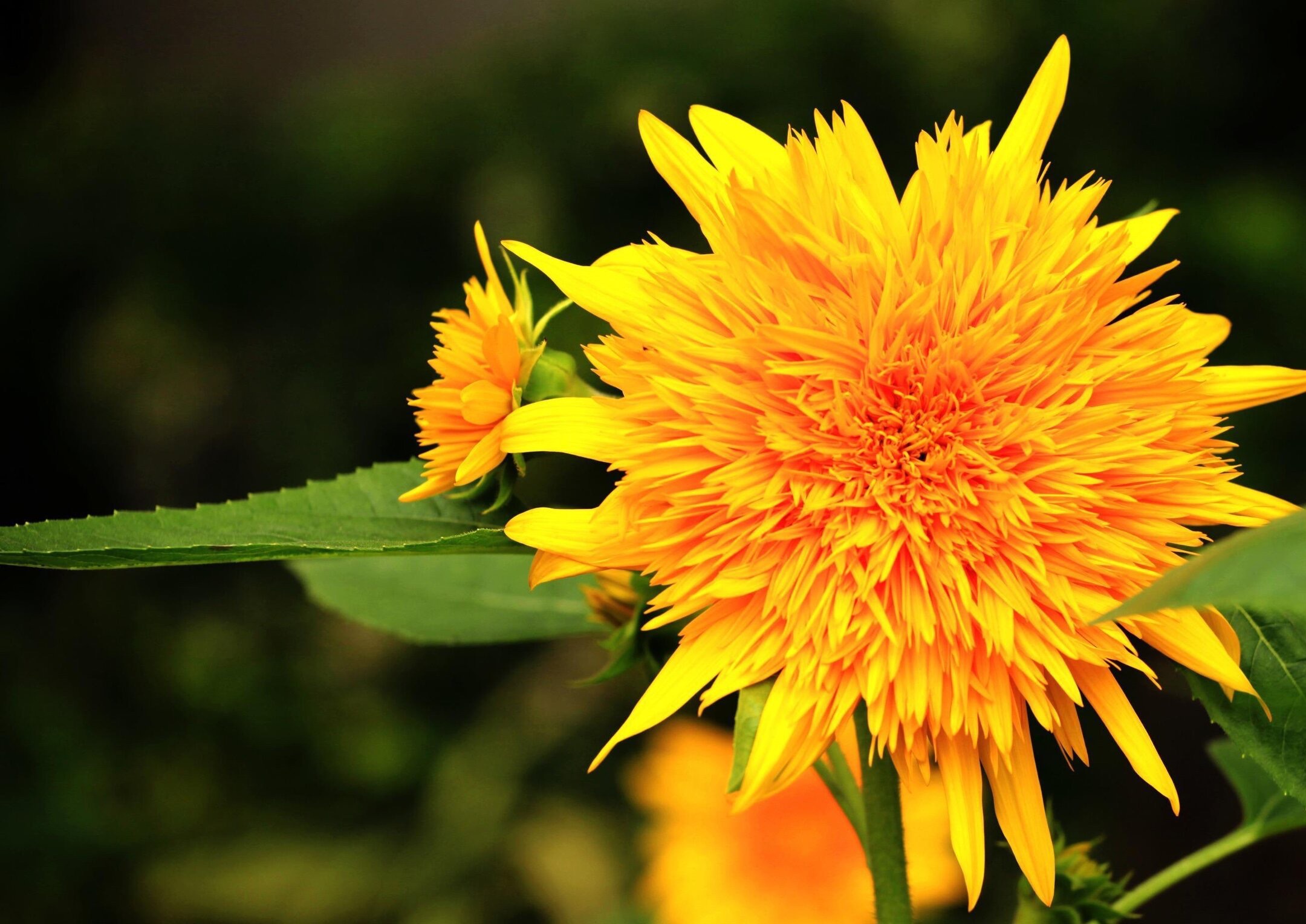 【首发】千瓣葵