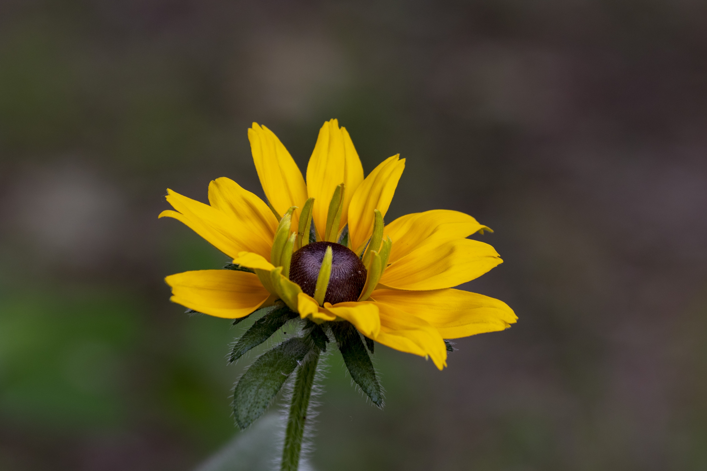 【首发】黑心菊(二)