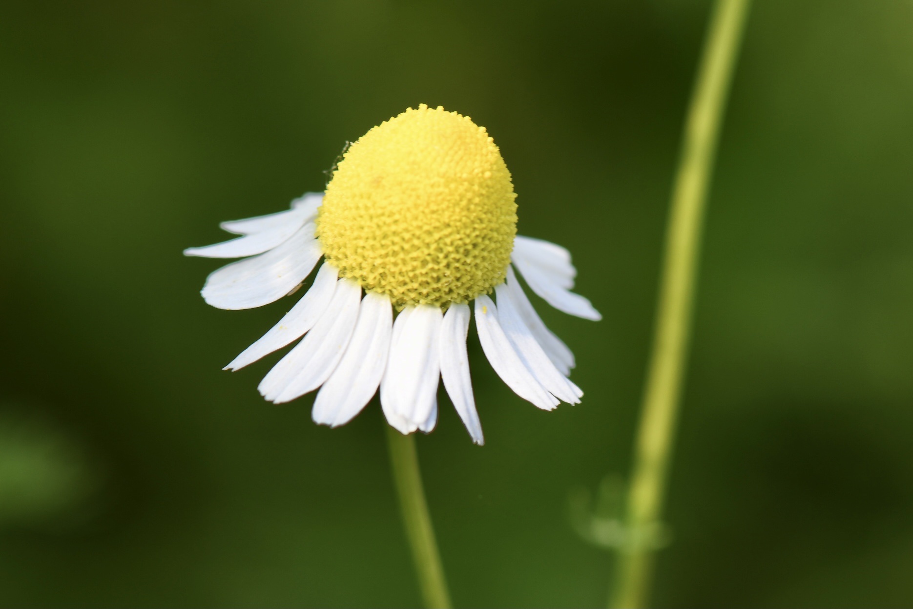 (首发)微拍～母菊