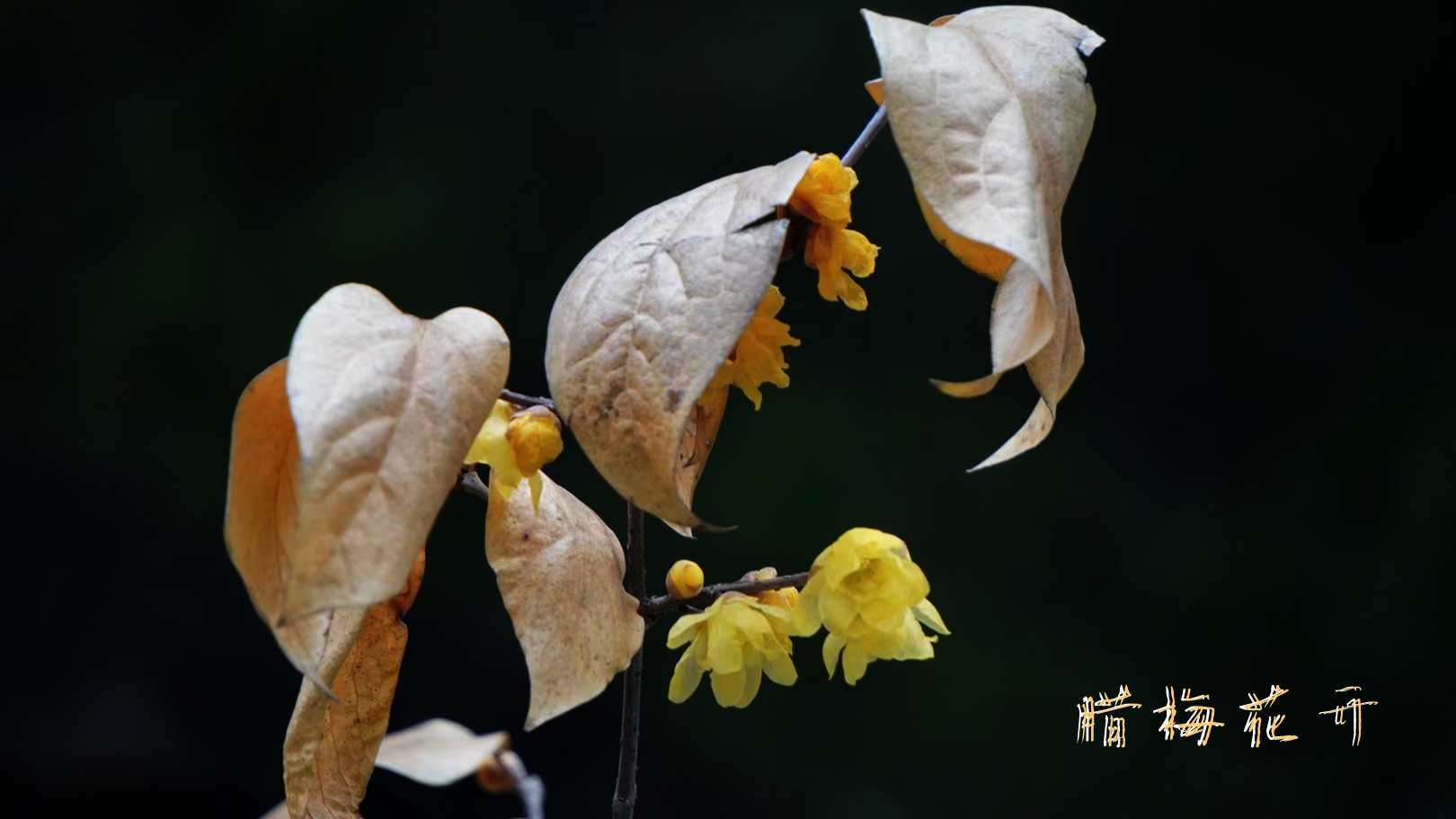 葉還未生 臘梅先於百花開放 花與葉不相見 生生不息