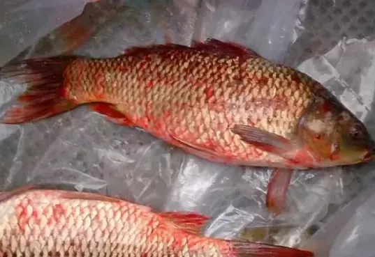 常见三种出血病的症状及预防措施