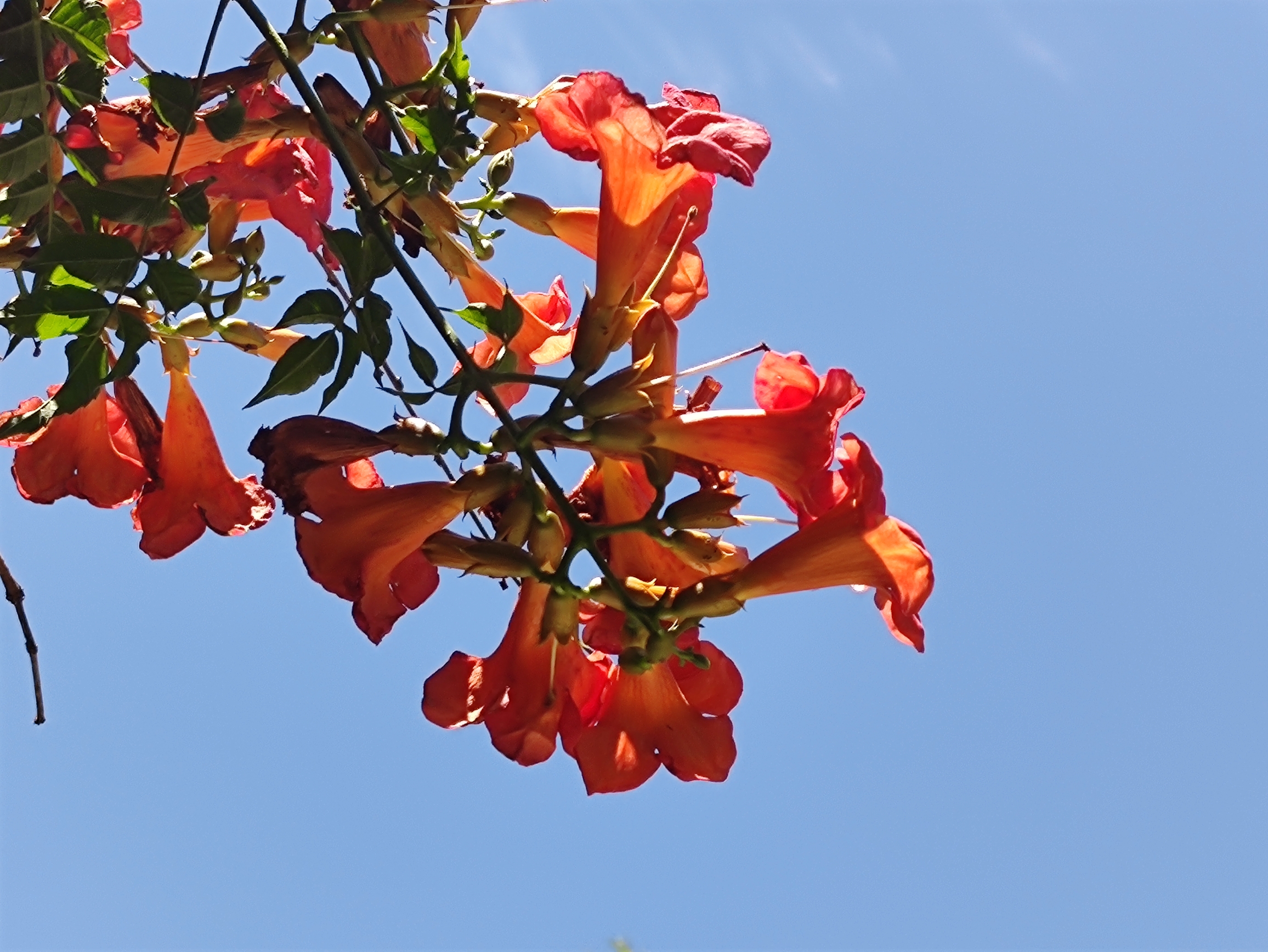 凌宵花【vv首发】