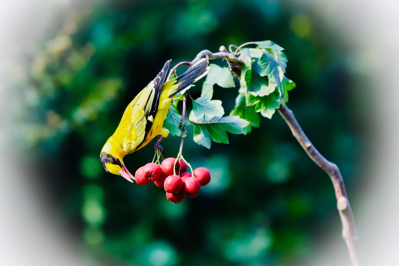 (吉他徐)(001)我的鸟趣—黄鹂鸟. 拍摄于青岛(山楂的诱惑)