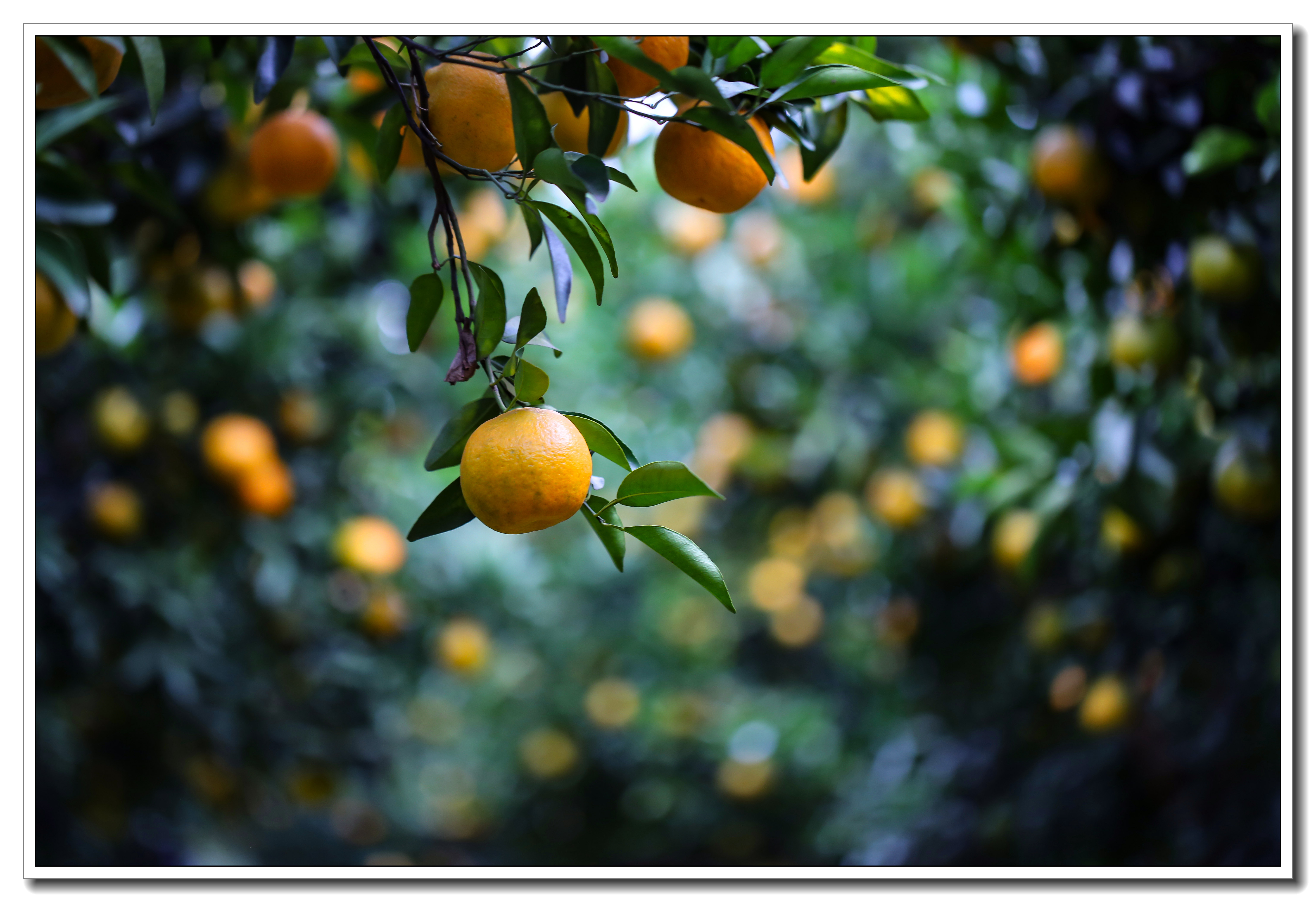 美丽罗埠橘子红了