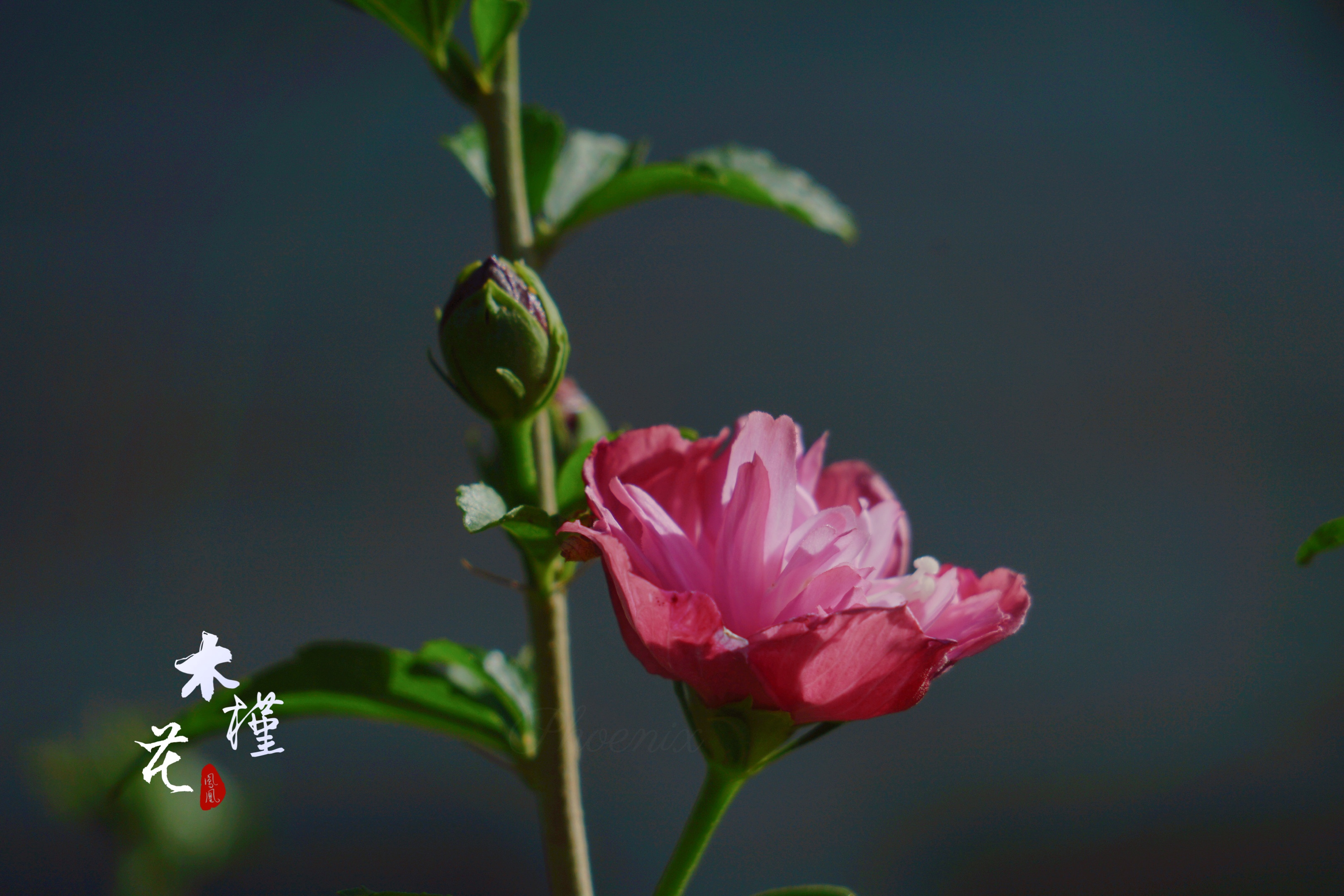 木鸢花图片