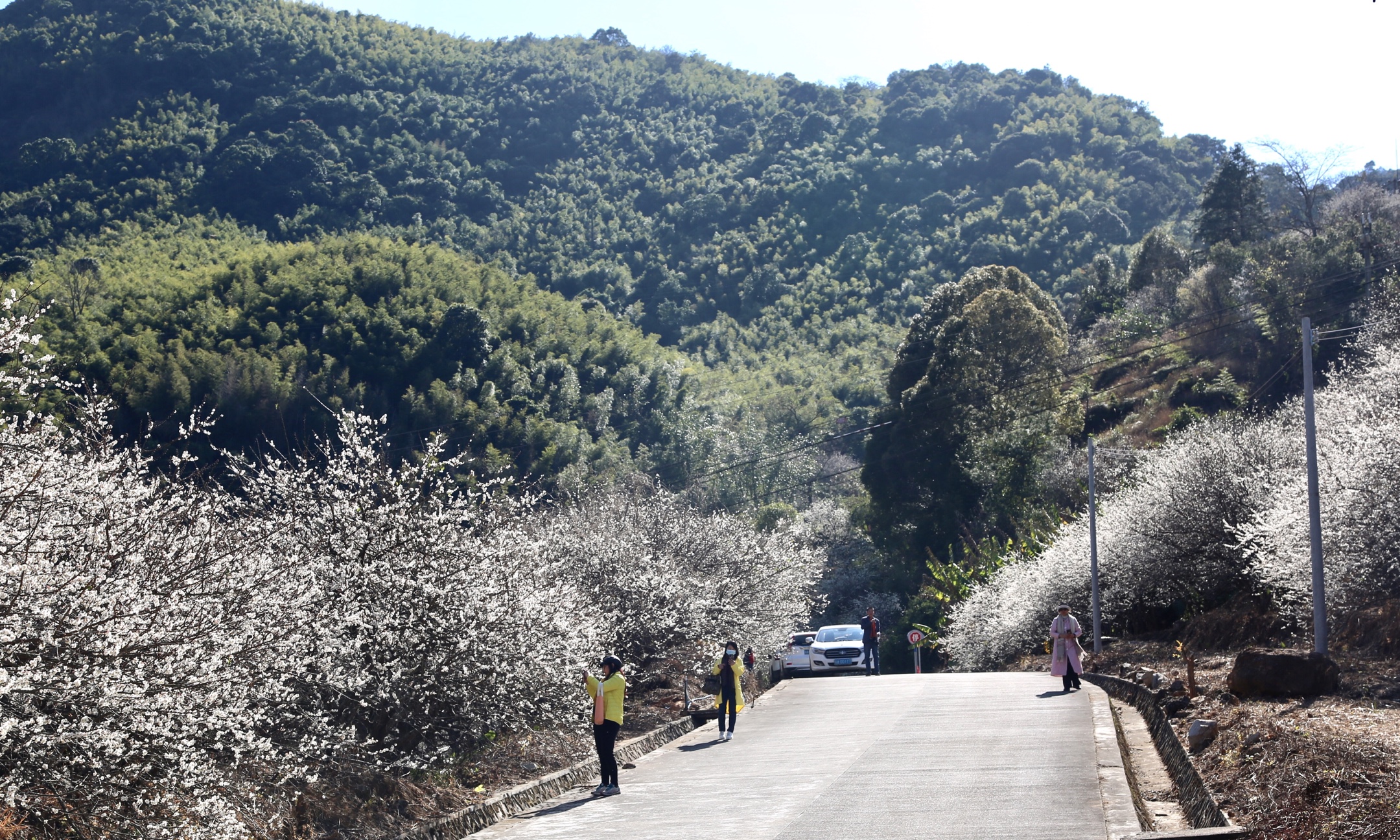广东从化流溪梅花节