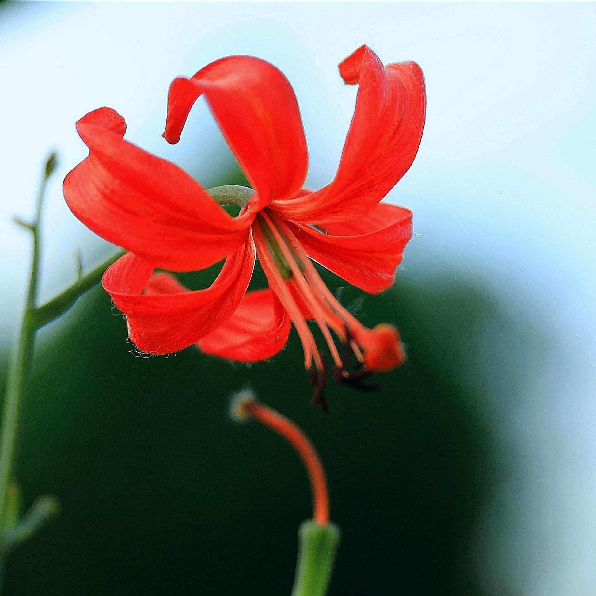 山丹丹花開紅豔豔