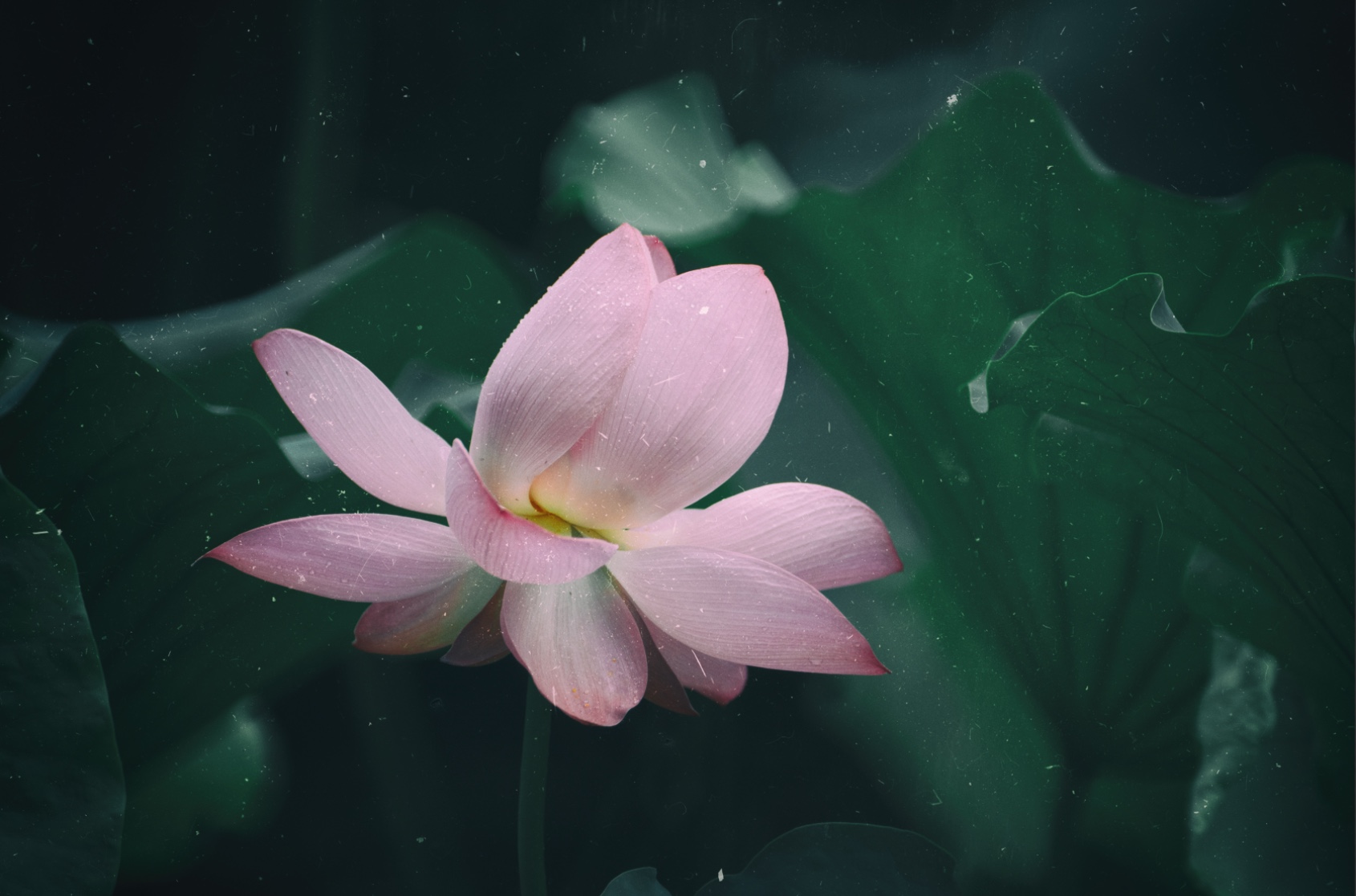 水中芙蓉花 3(时光)