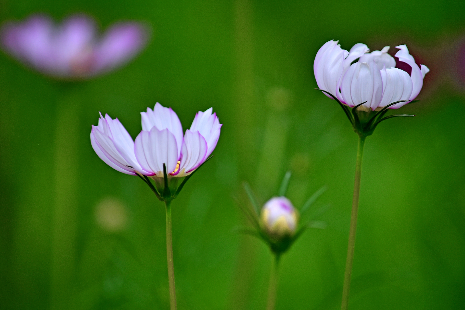 波斯菊