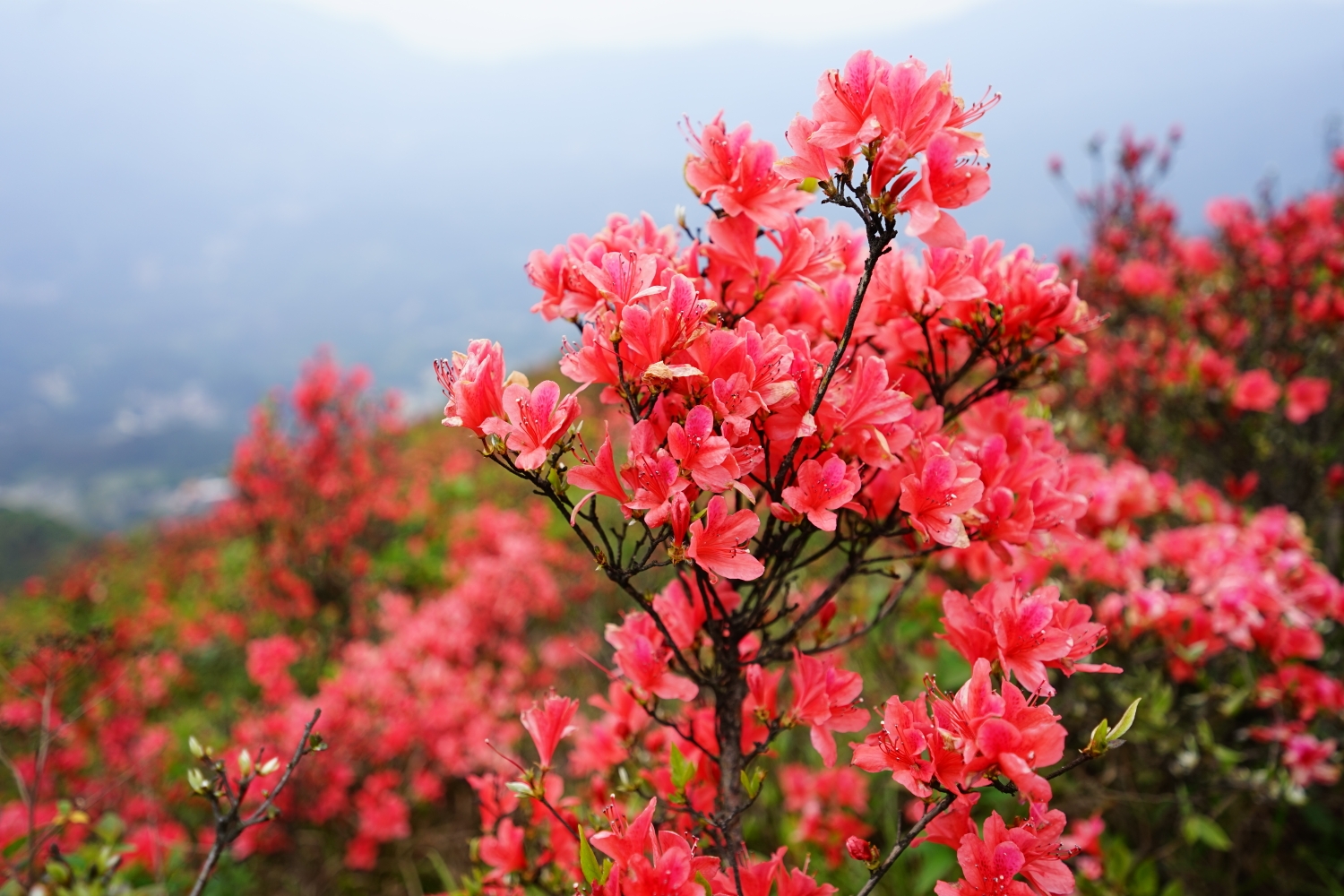 又见山里红202005桂阳扶苍山观赏杜鹃花