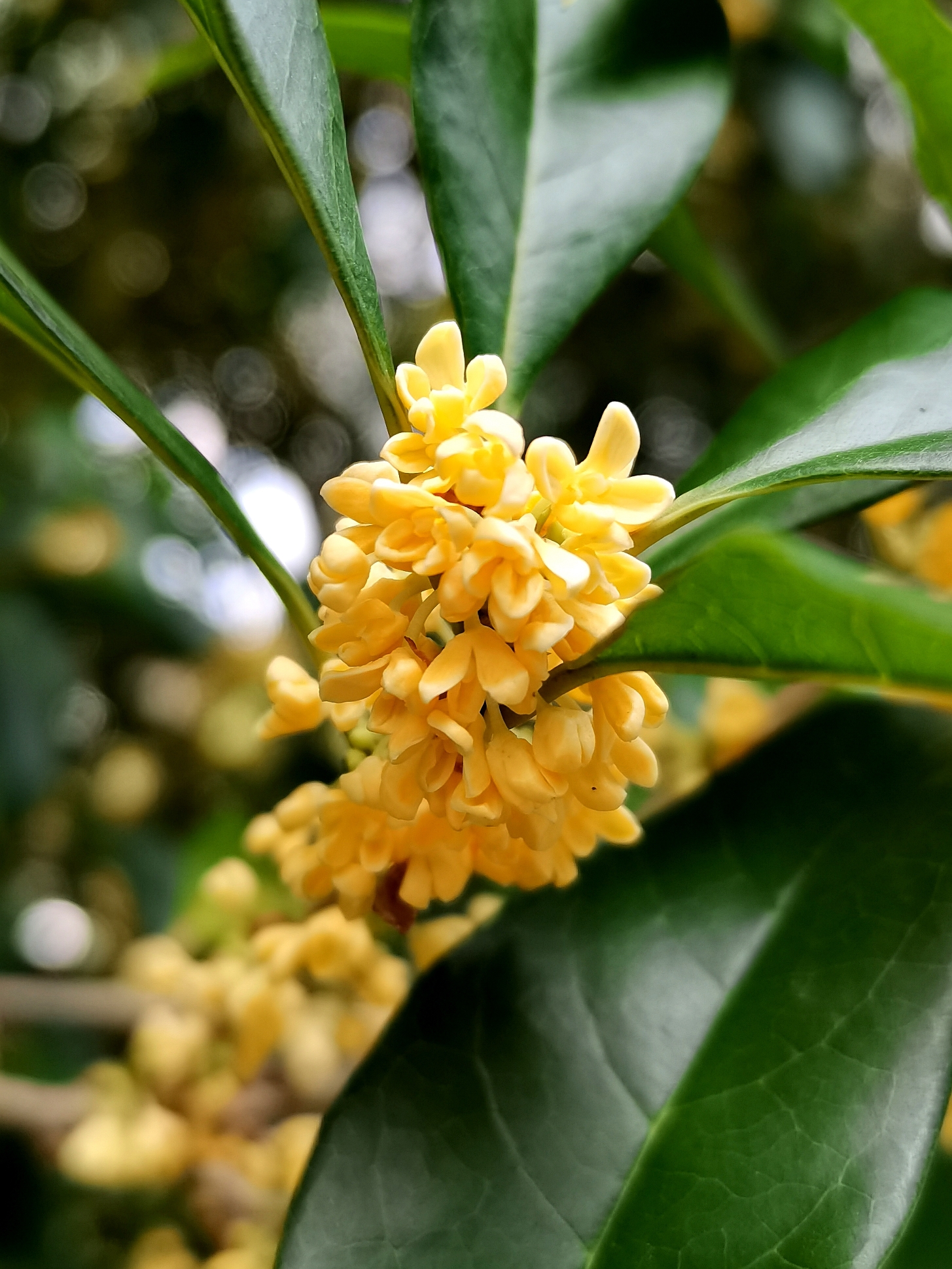 金秋十月桂花香