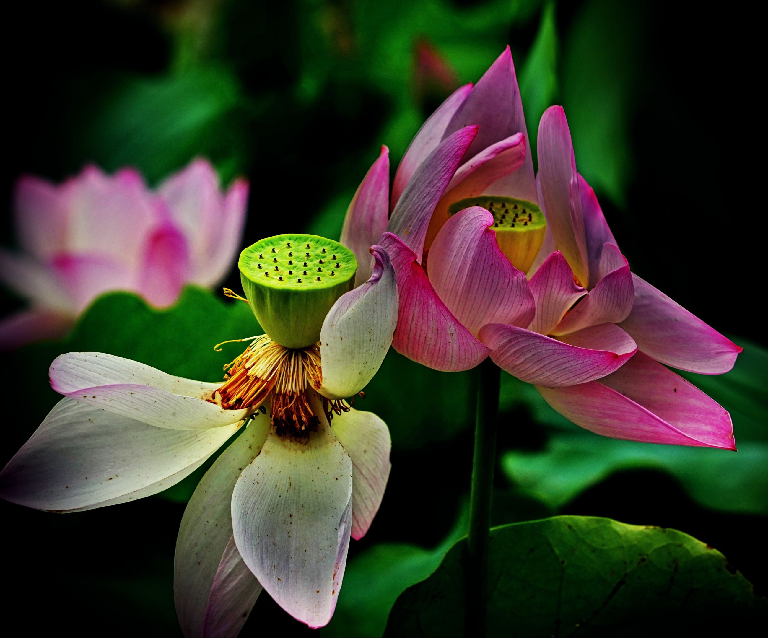 【东林寺白莲】