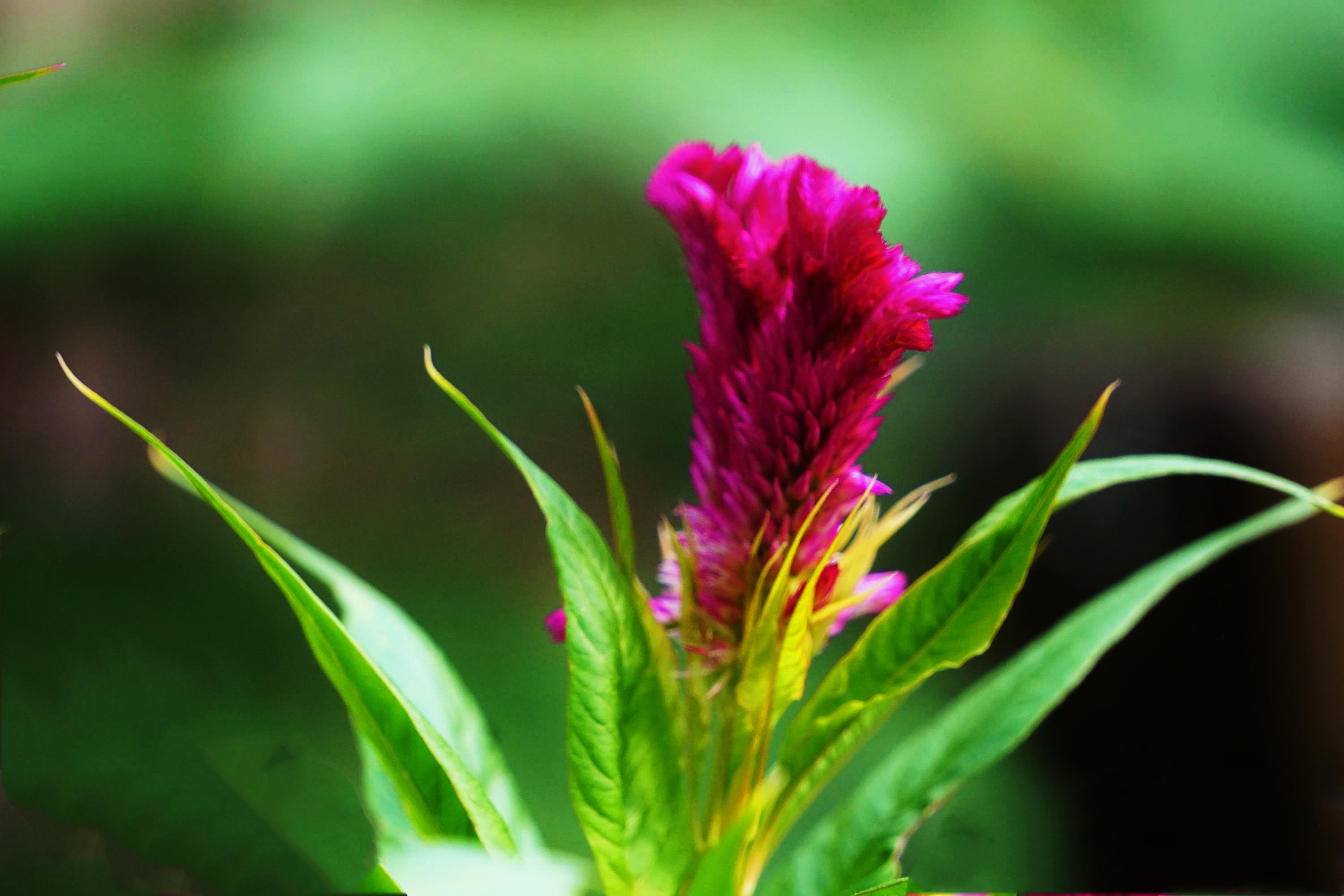 小雨初晴后 鸡冠早放花