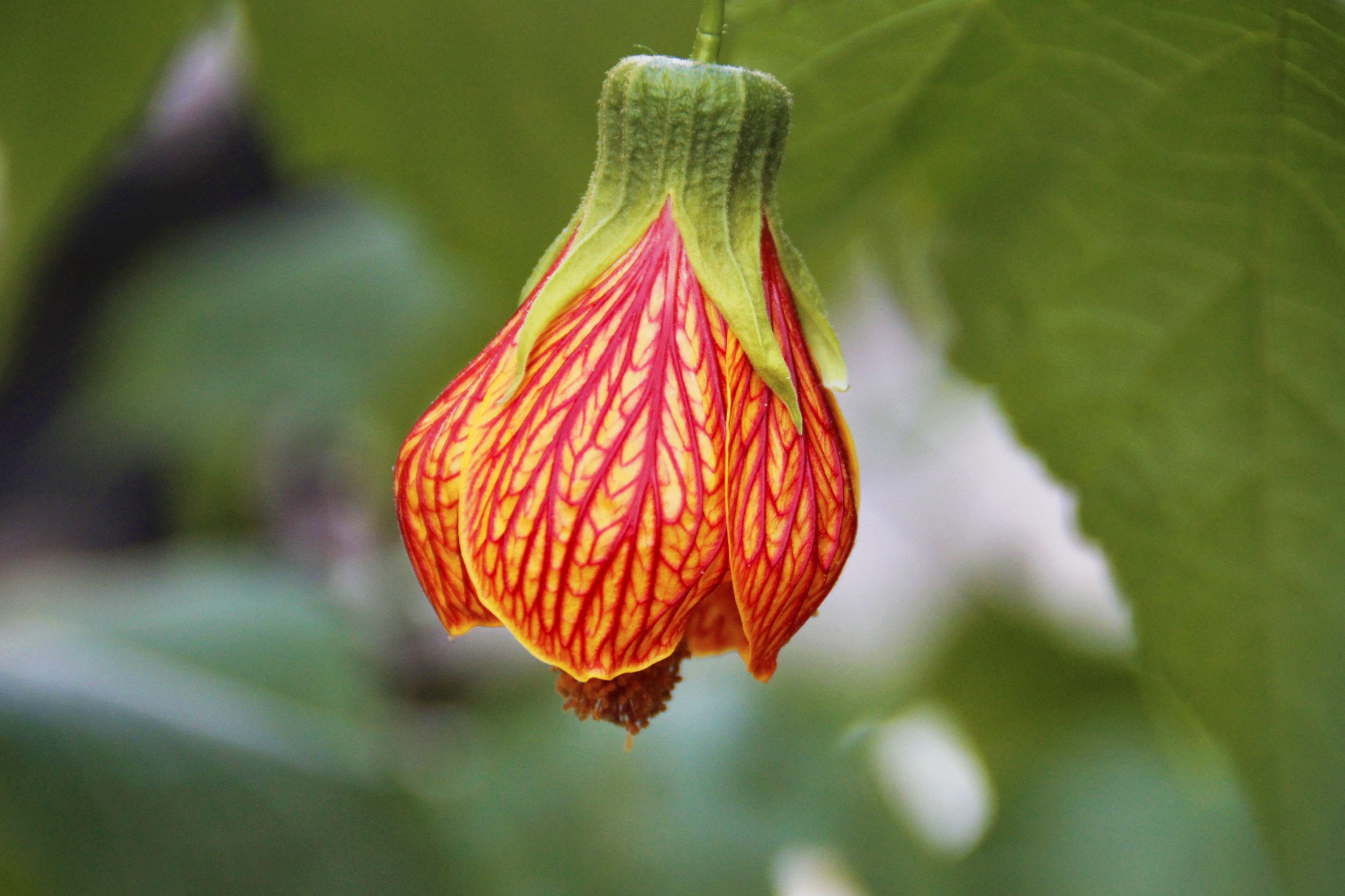 【首发】金铃花