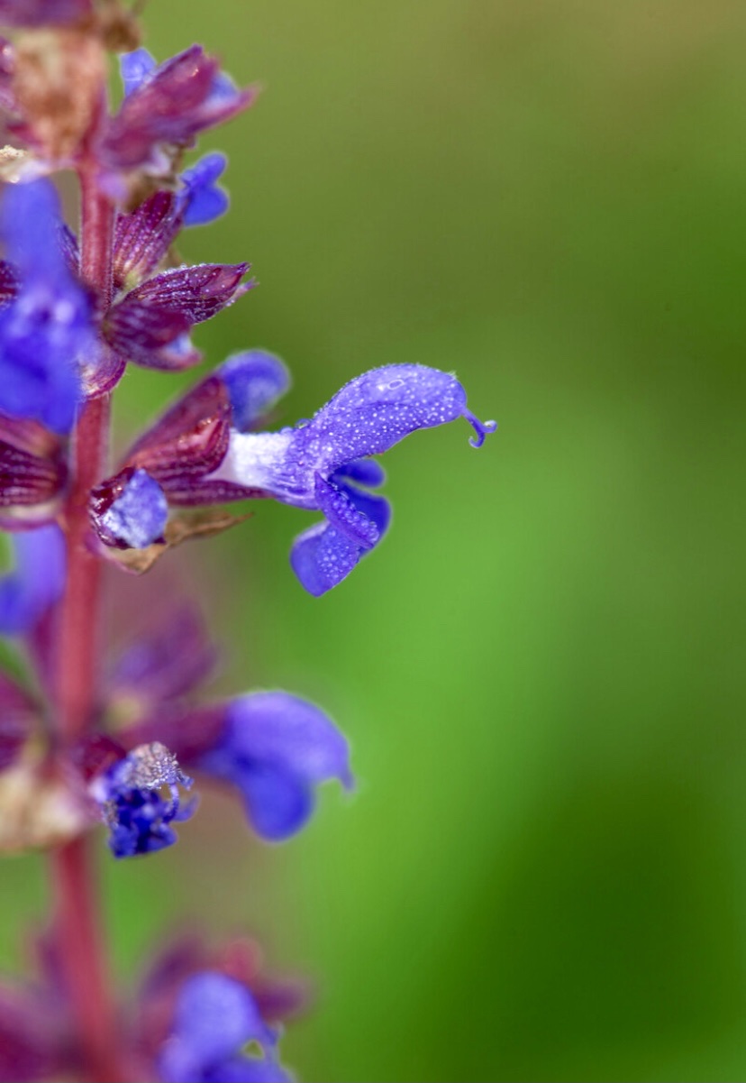 【首发】彩苞鼠尾草