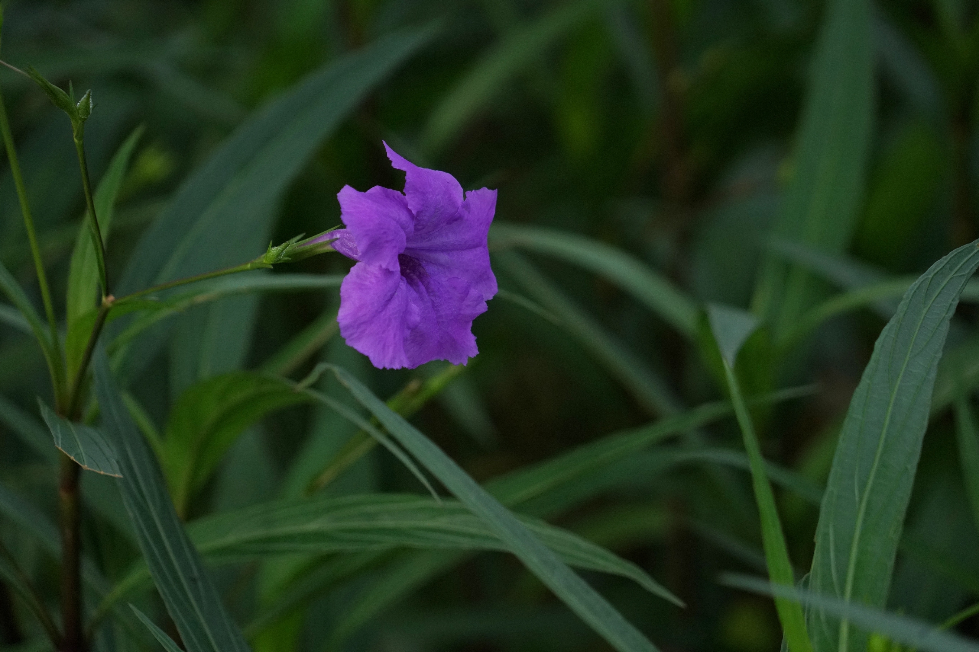 日开日新翠芦莉 蓝花箭叶姿飘逸 外柔内刚抗性强 美化净污鲜四季 图文