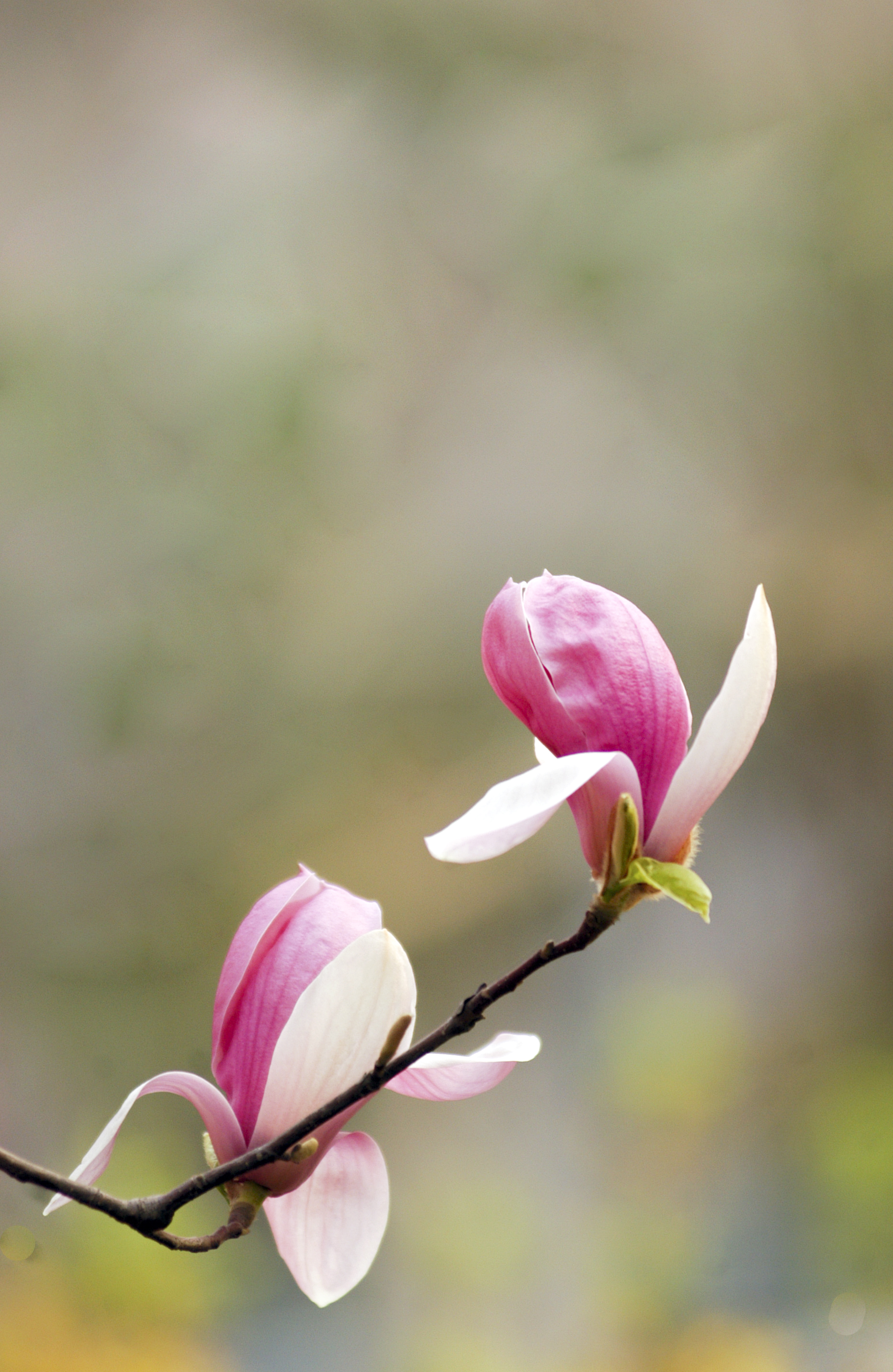 春风里阳光下玉兰花开