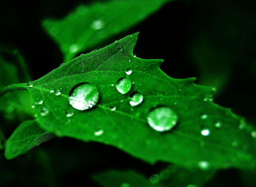 【首发】露珠啊,露珠