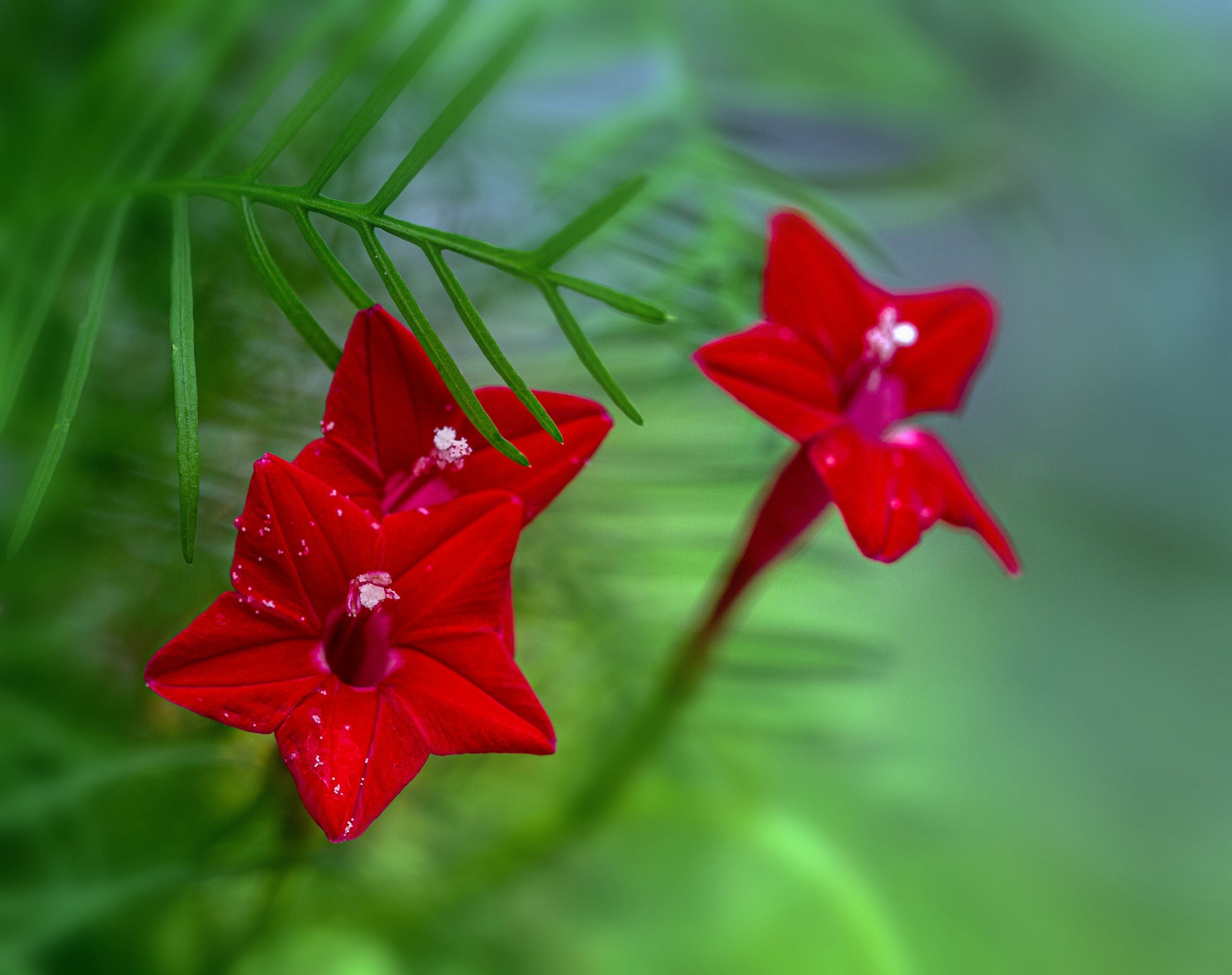 (首发)可爱的五角星花