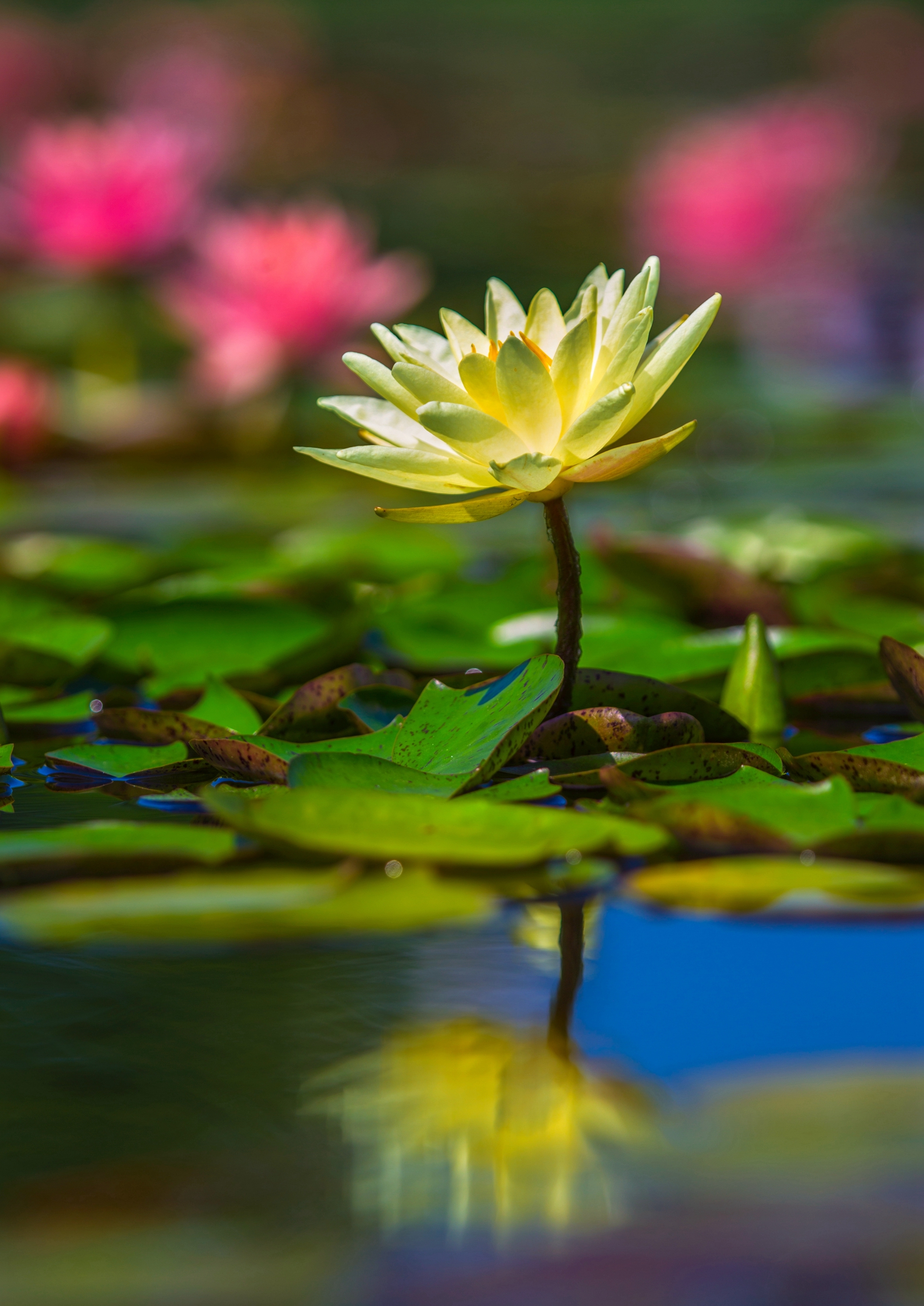 【vv首发】夏花#睡莲(4)