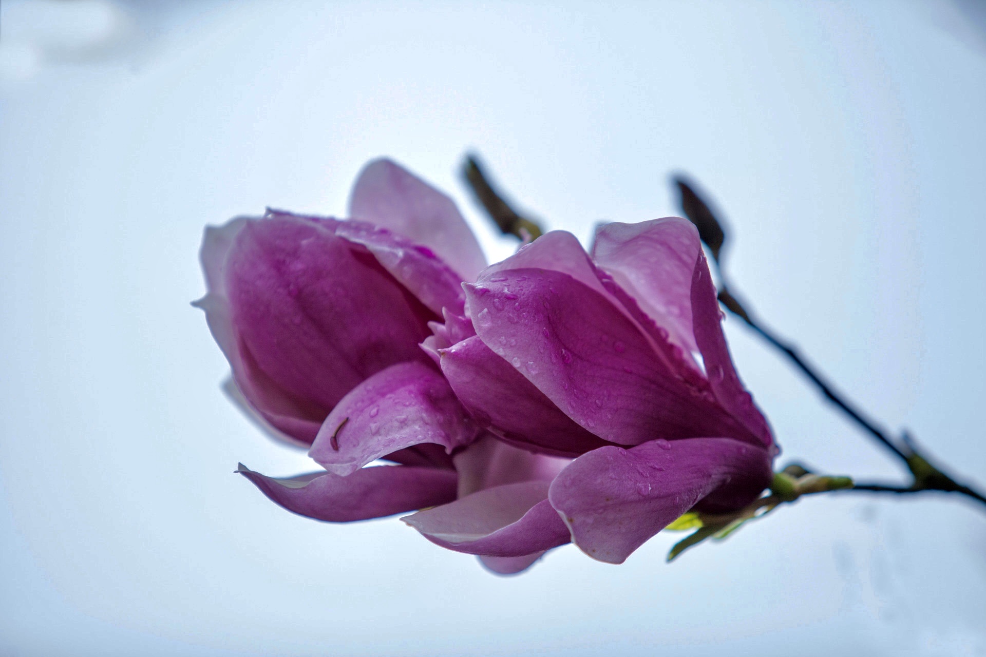 【首发】紫玉兰1