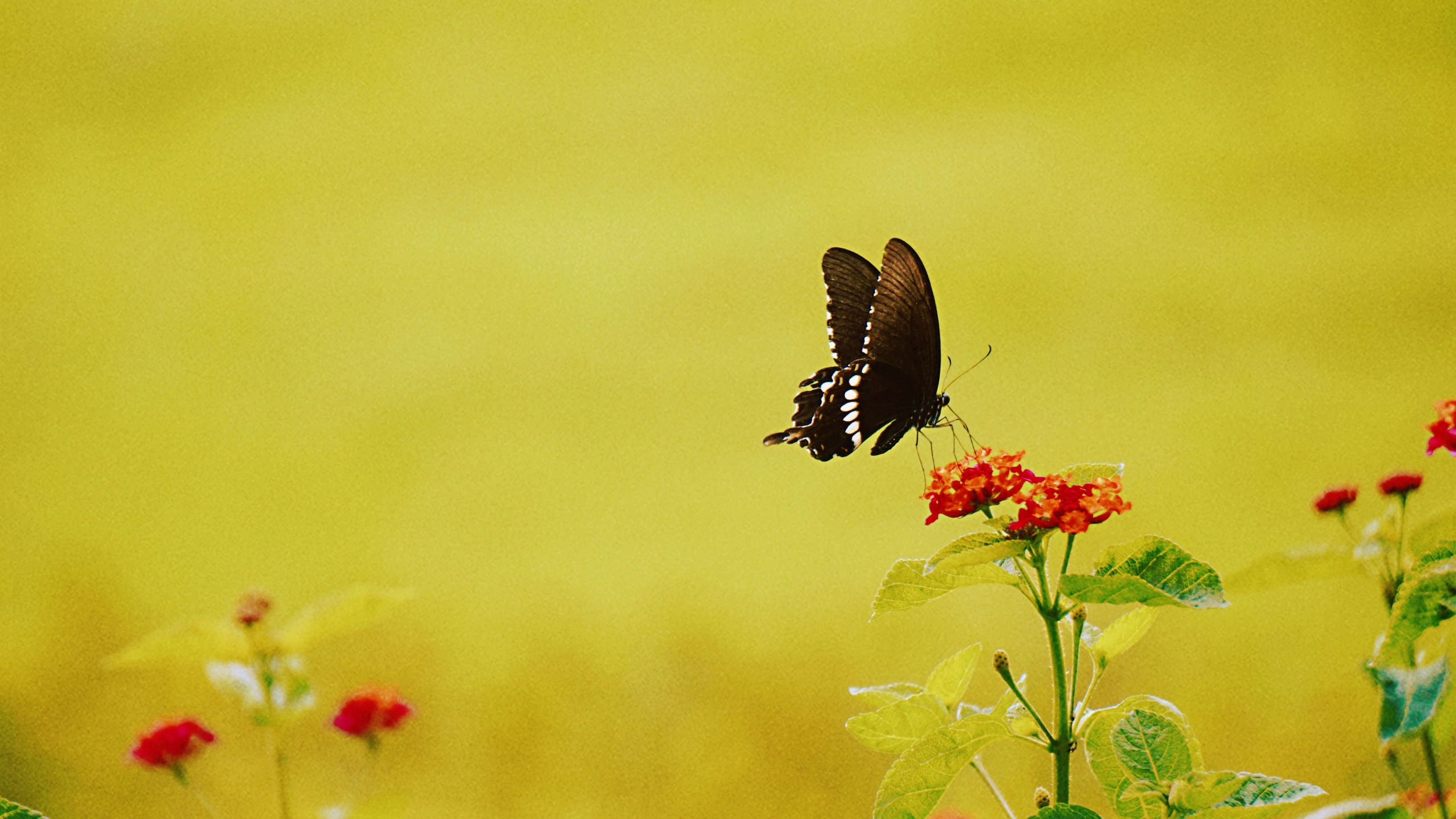 首发: 微距下的彩蝶