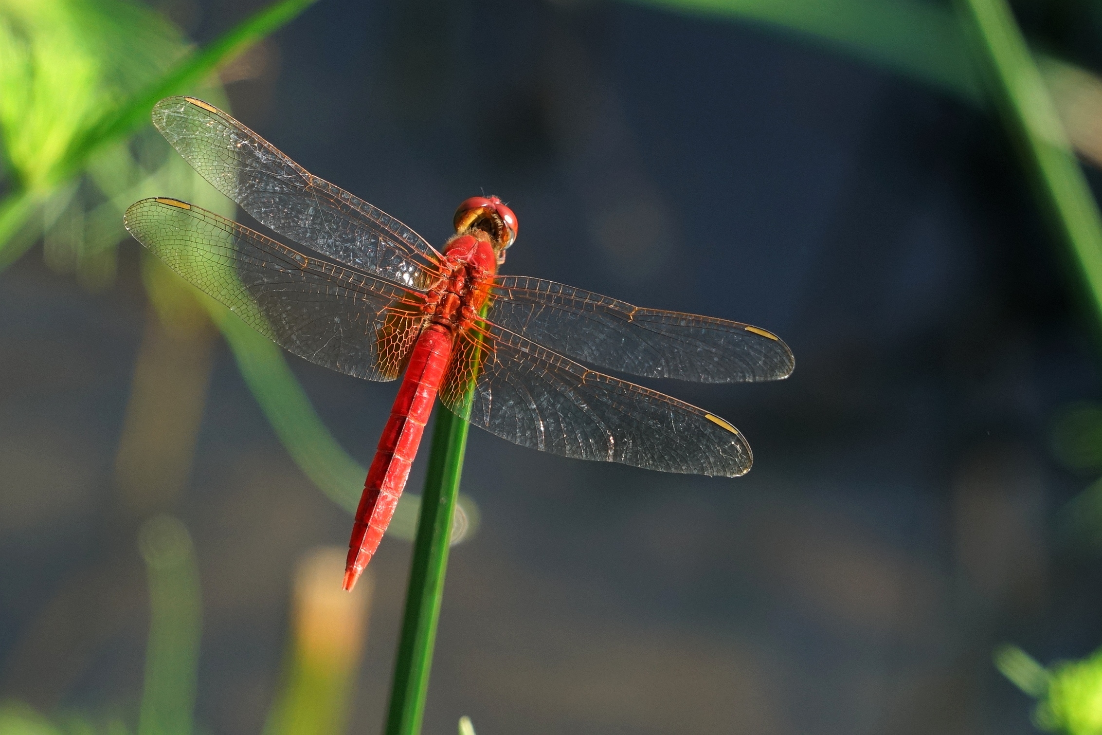 绿塘中的红蜻蜓