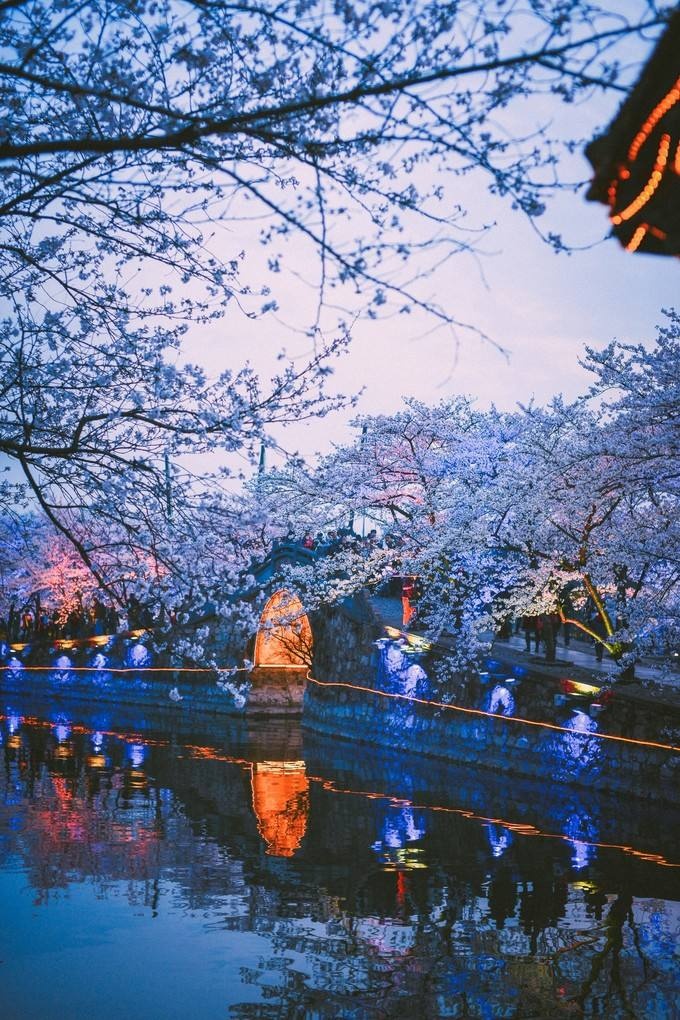 无锡太湖鼋头渚樱花