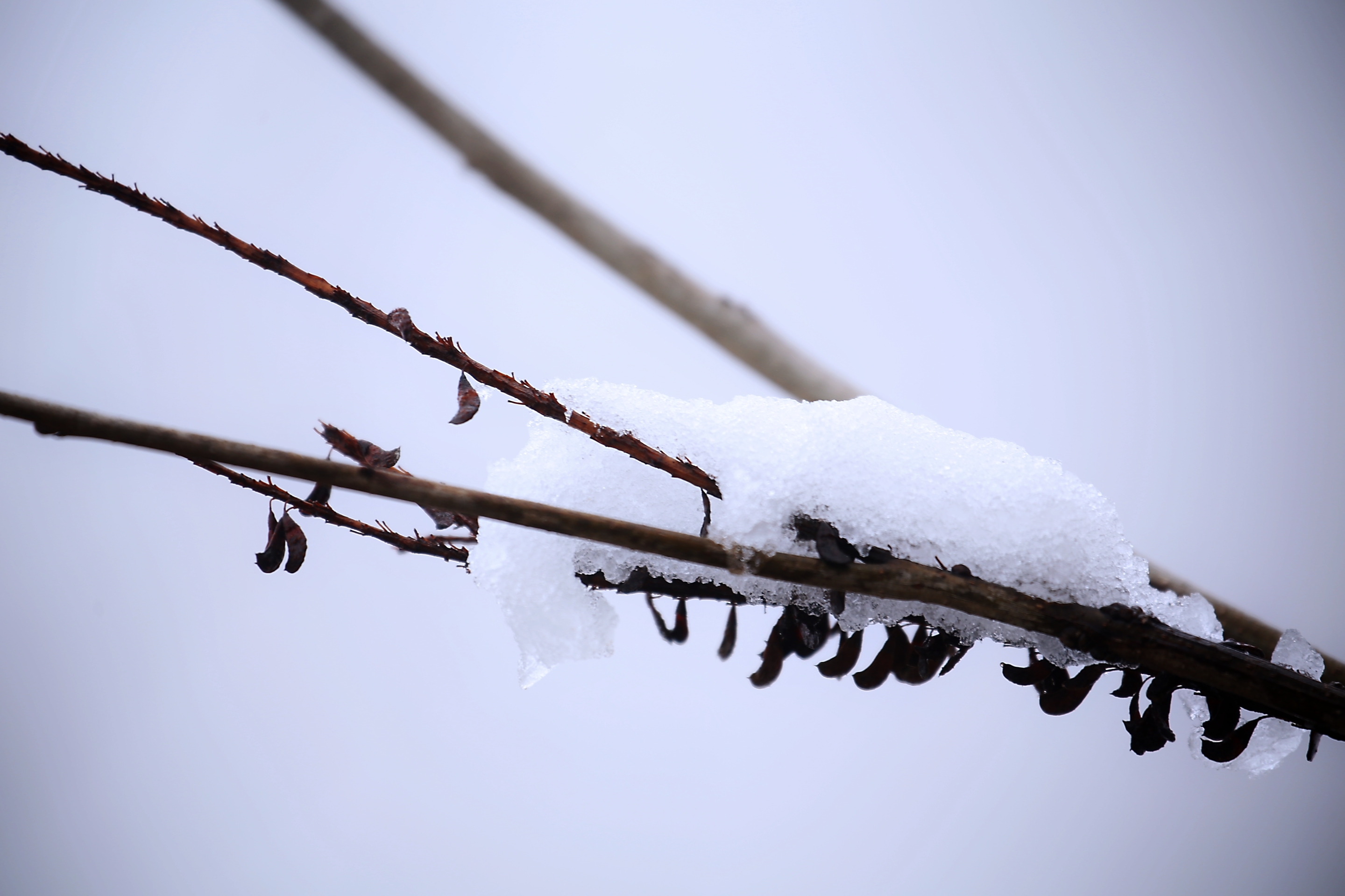 正月十五雪壓花枝頭