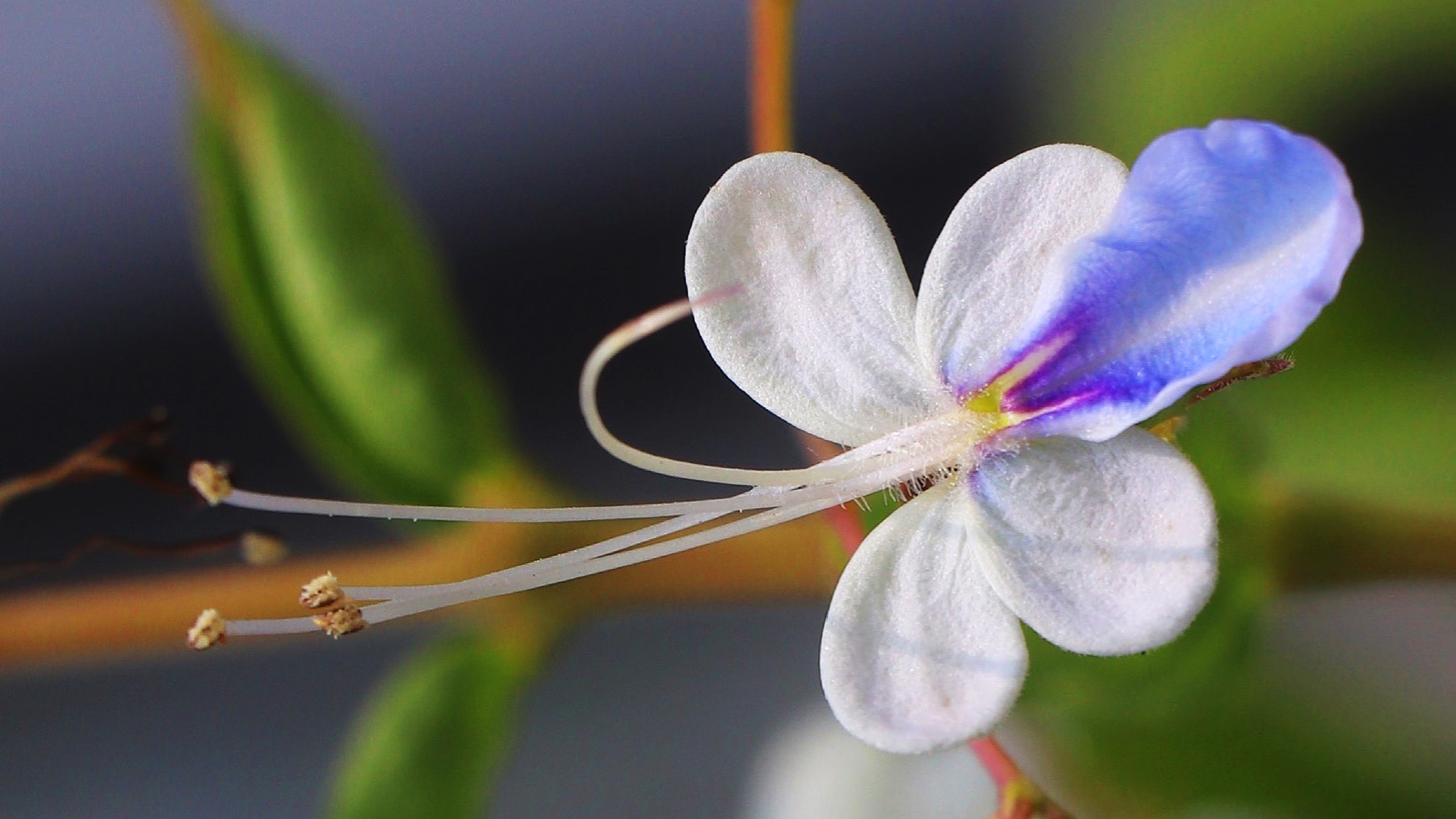 【首发】花城广州～蓝蝴蝶花