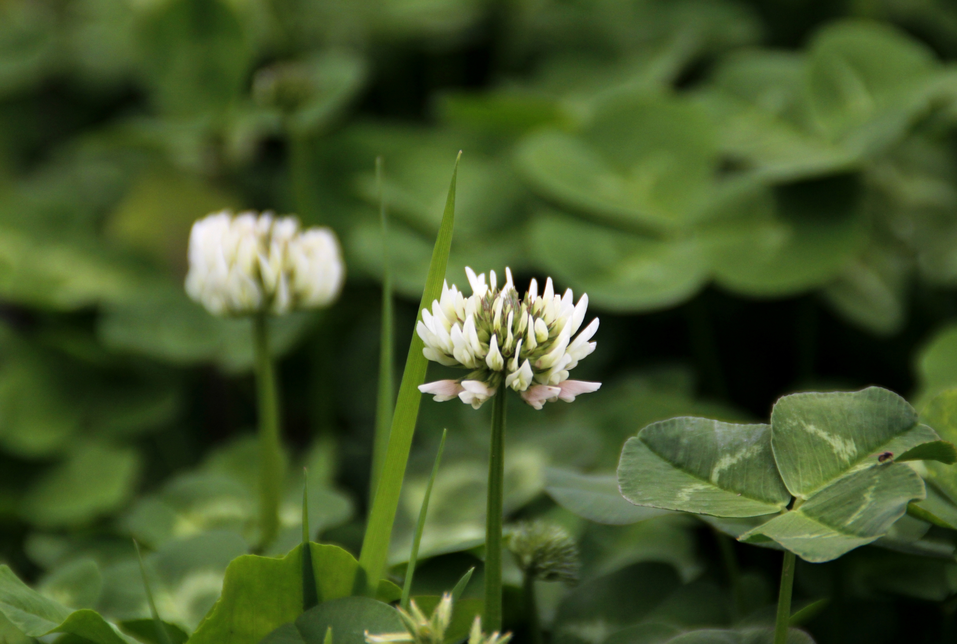 【首发】白花车轴草