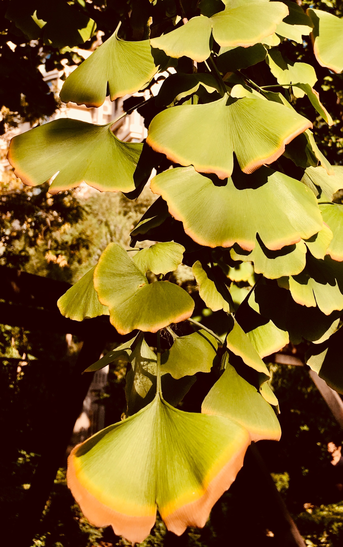 眼下的银杏树绿意依然,但有些叶子泛起了黄边,我认为这是银杏叶演变的