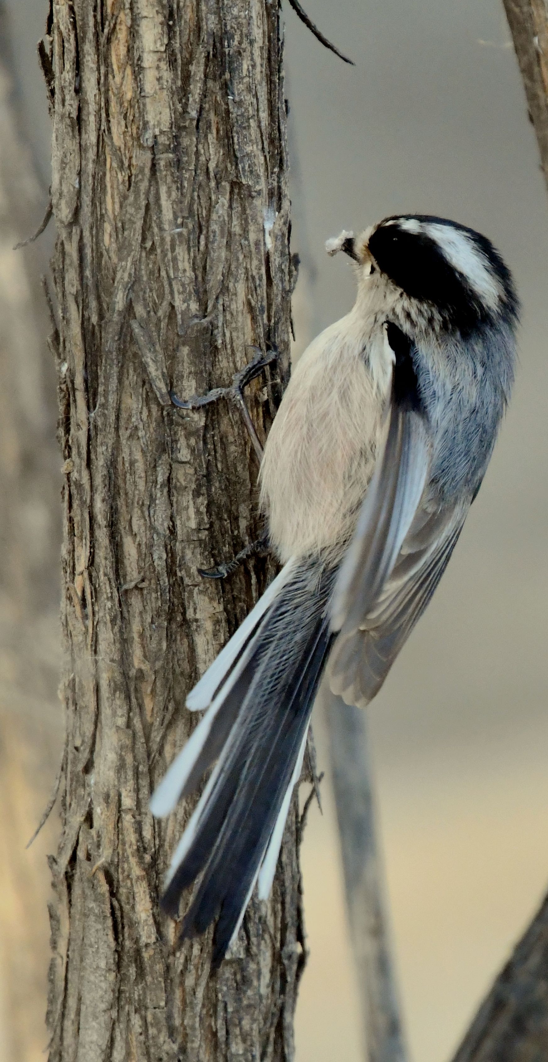 银喉长尾山雀【首发】